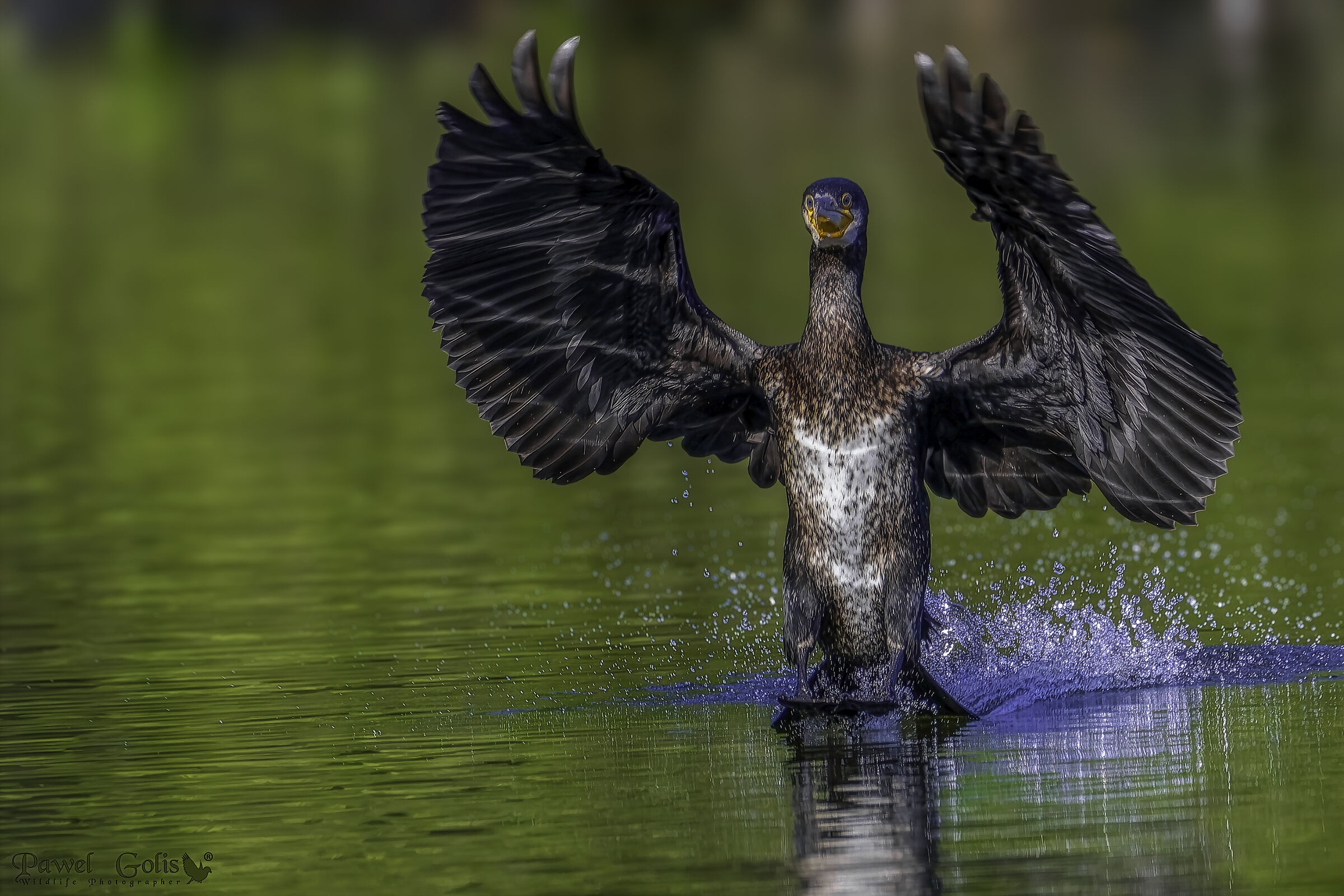 Great cormorant (Phalacrocorax carbo)