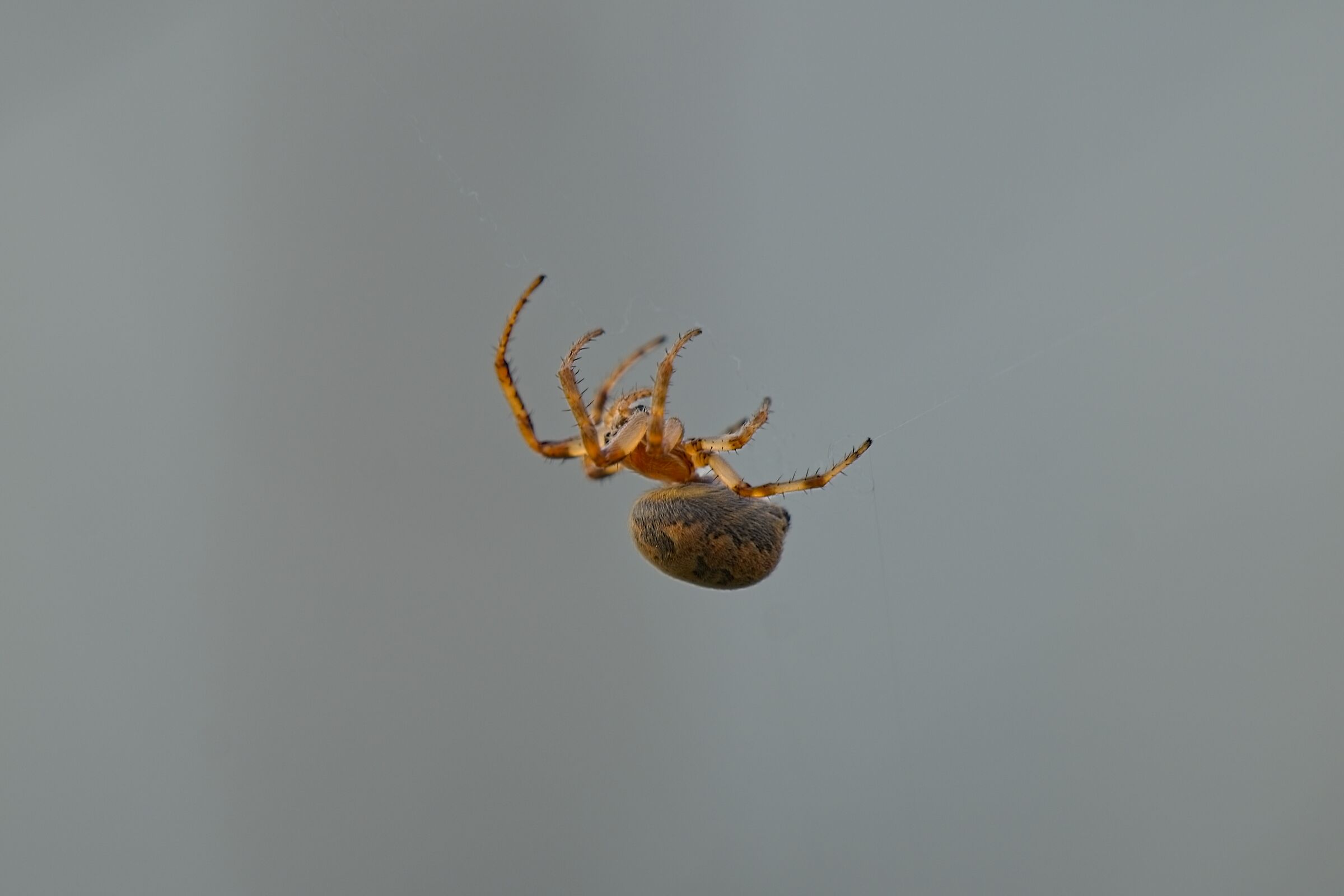 A crossed spider