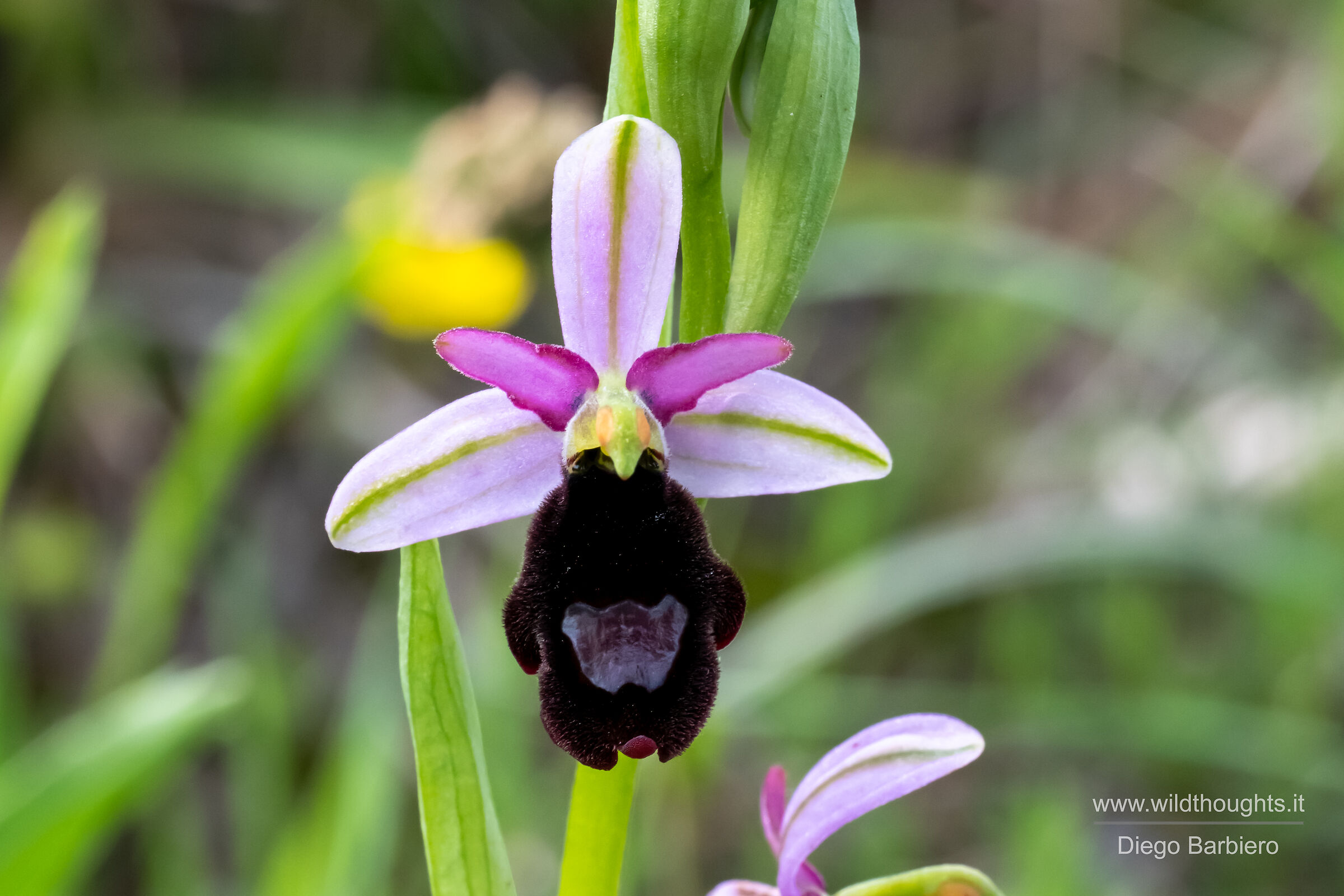 Ophrys benacensis