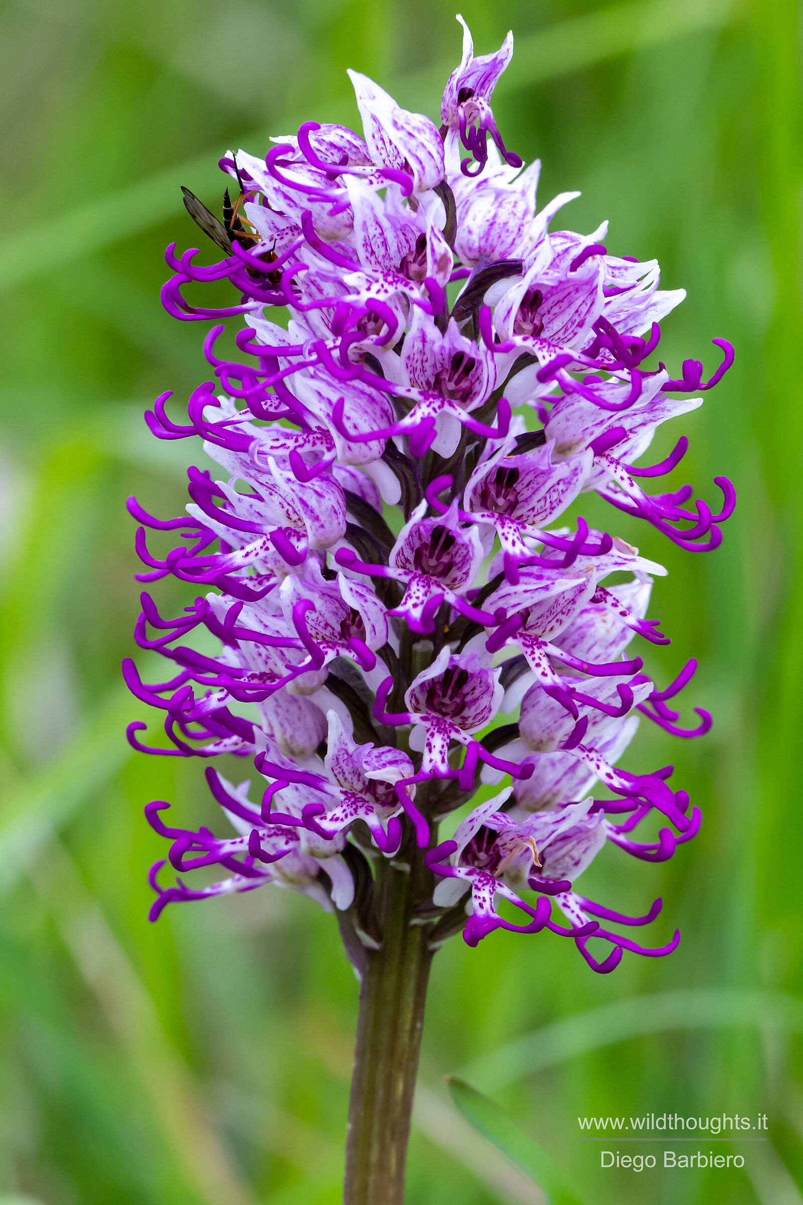 Orchis simia