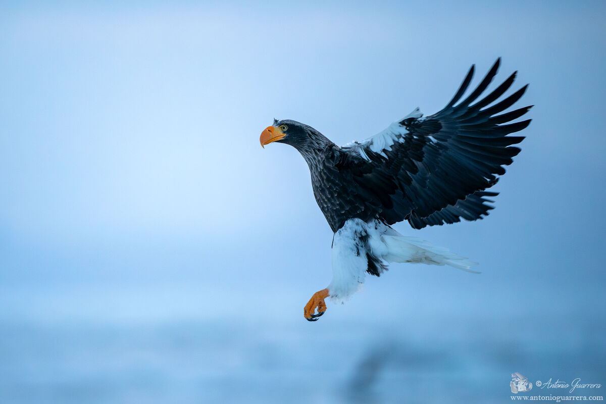 Aquila di mare di Steller prima dell'alba