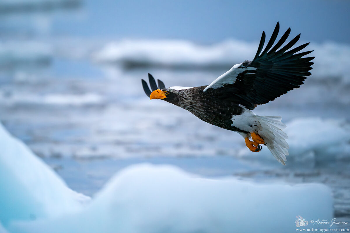 Aquila di mare di Steller prima dell'alba