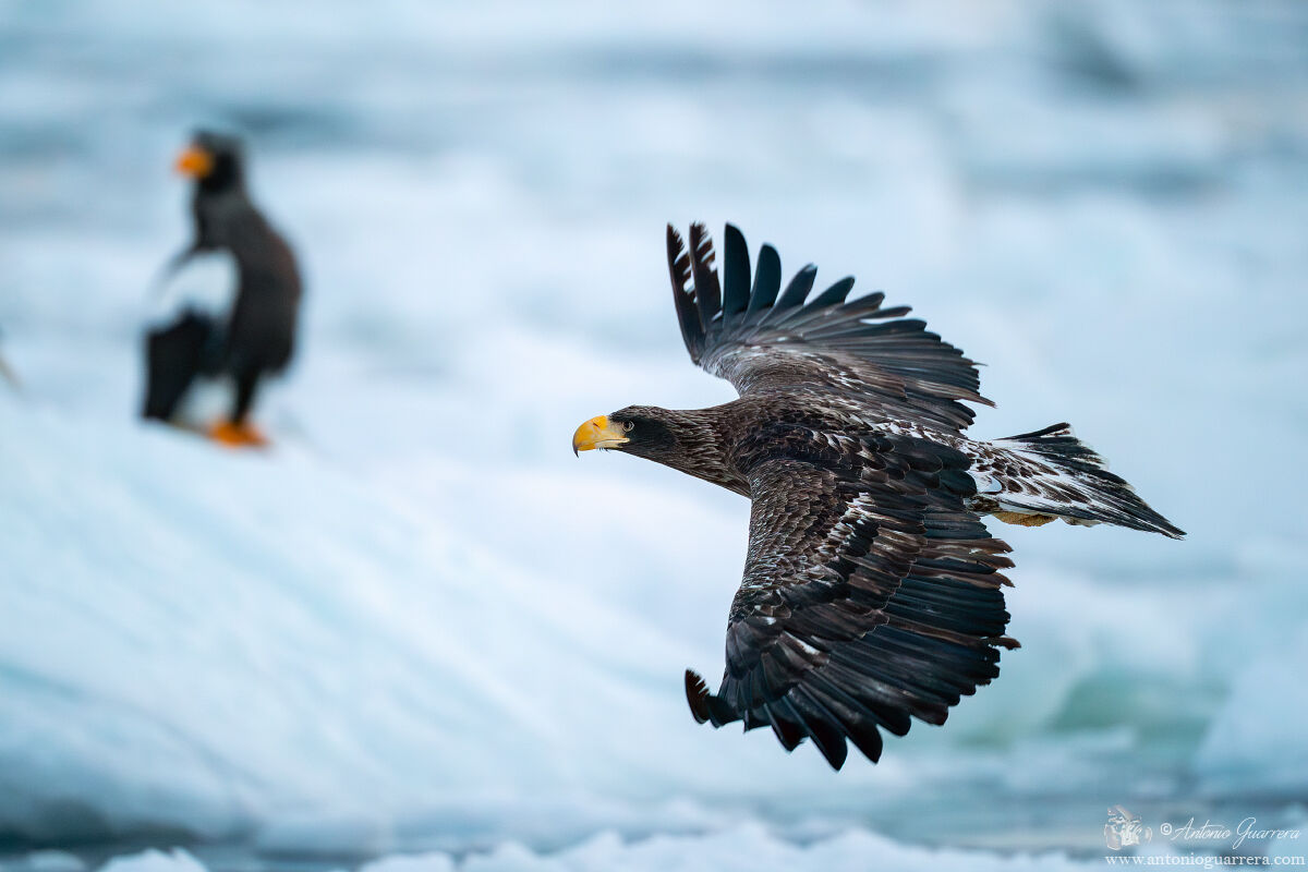 Aquila di mare prima dell'alba