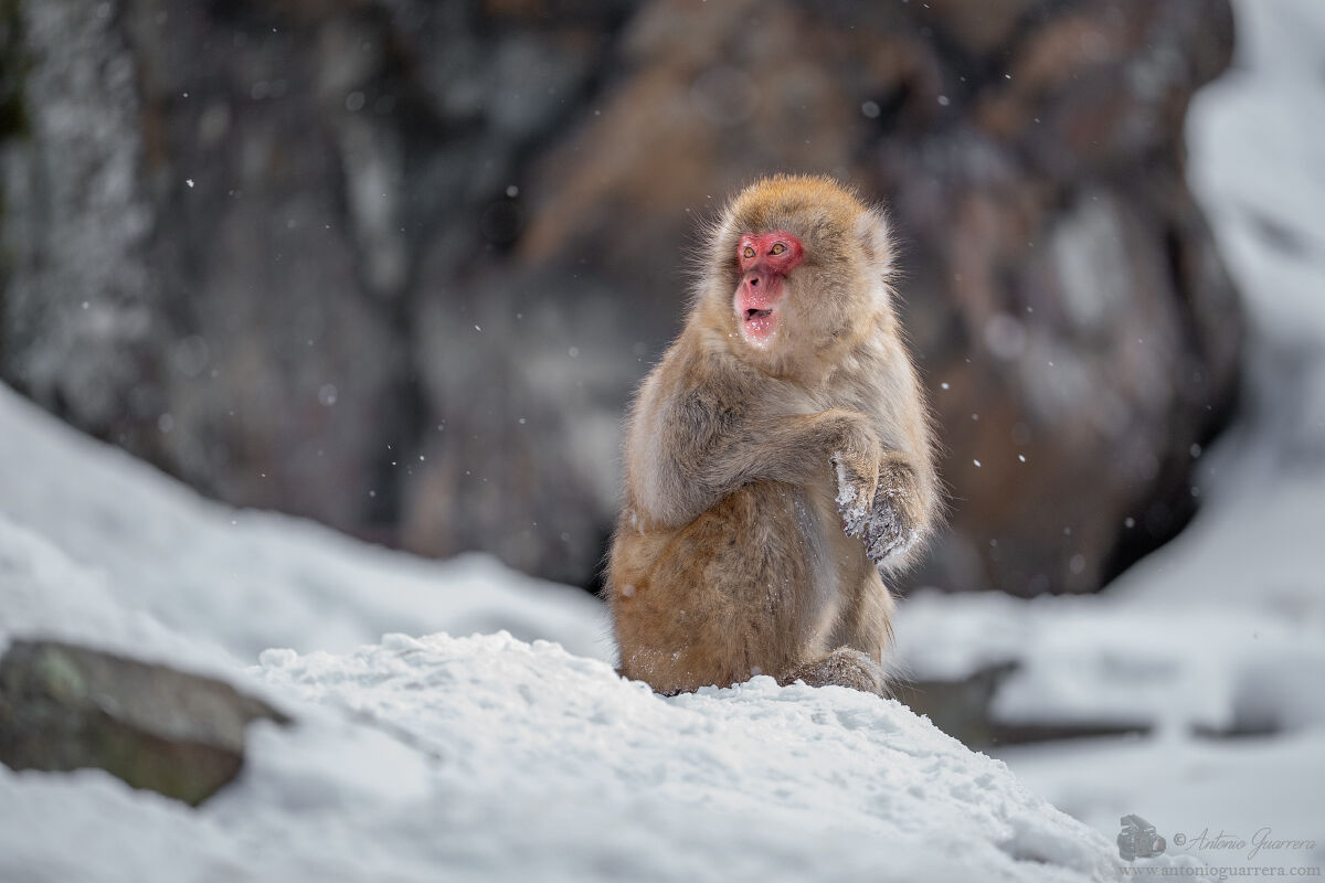 Snow monkey