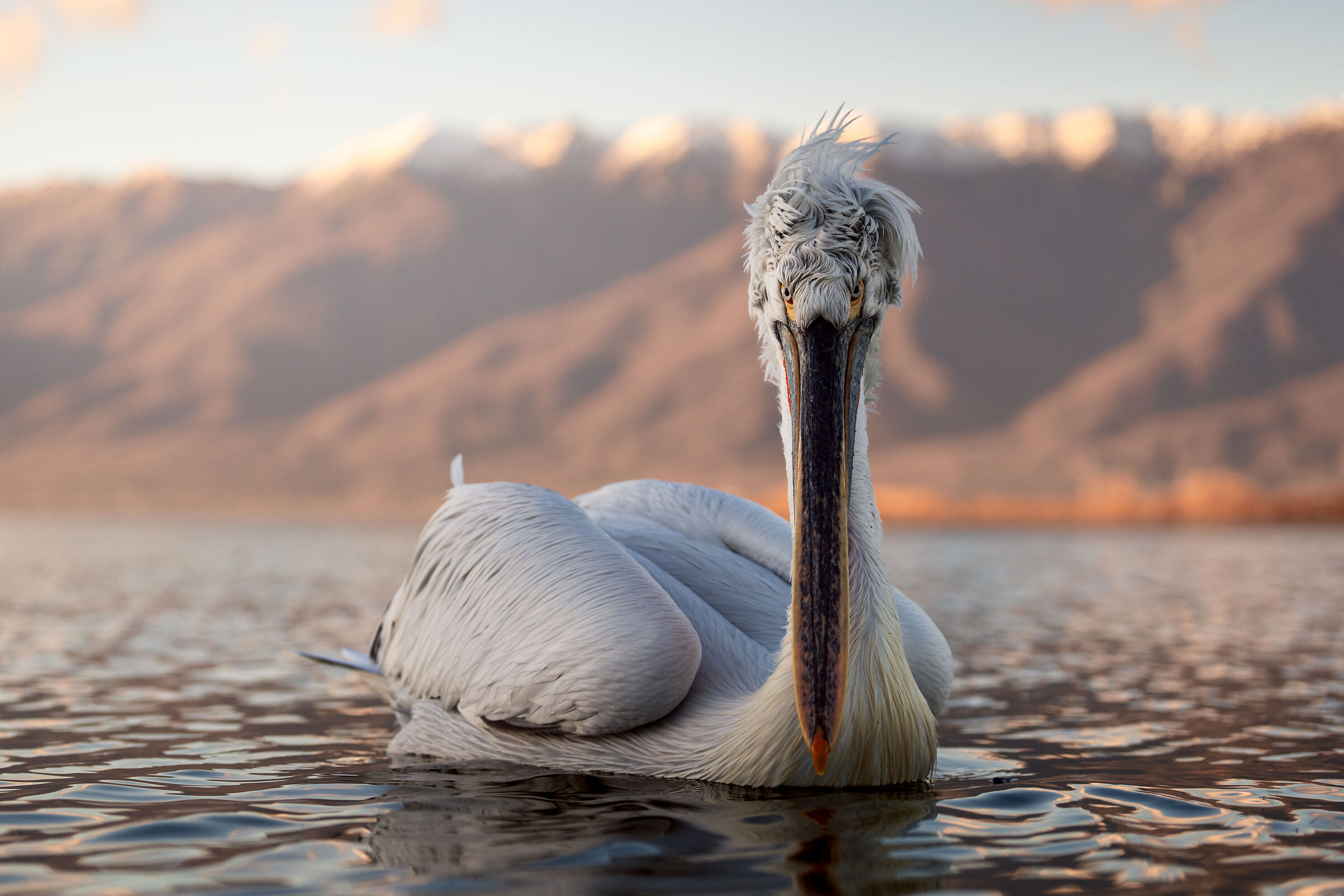 Il guardiano del lago