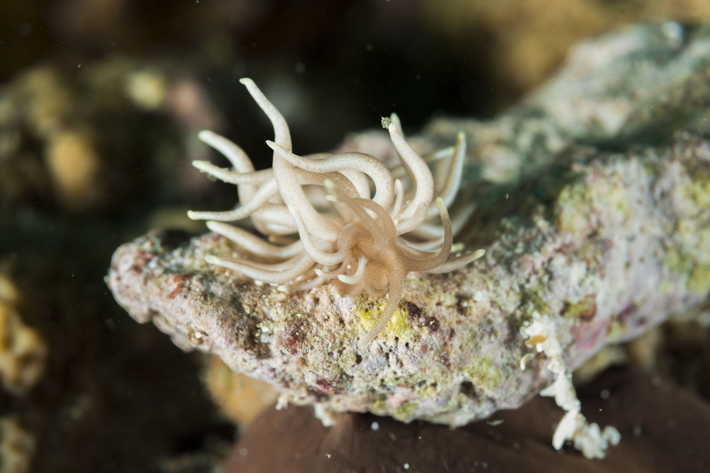 phyllodesmium briareum