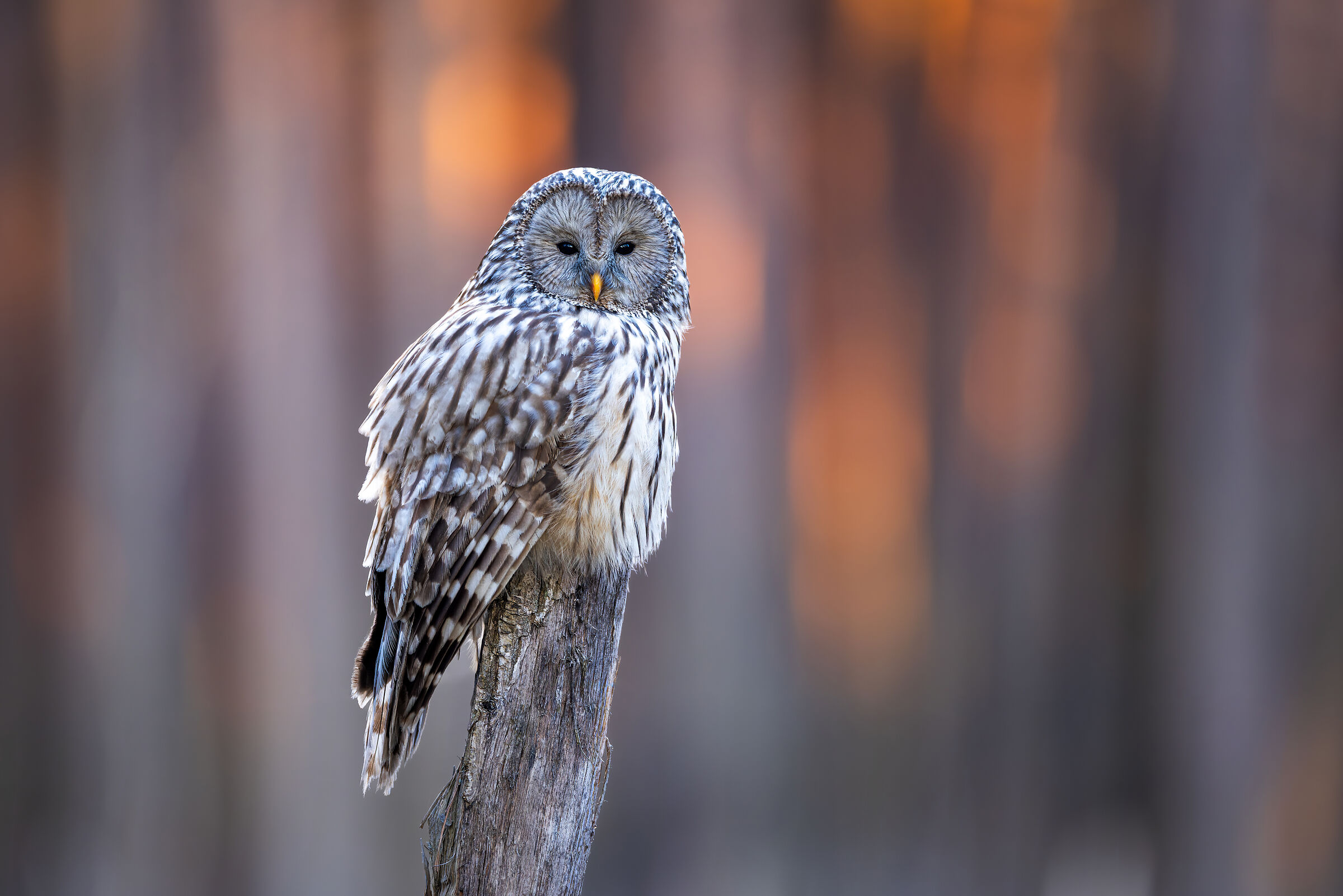 Ural owl at sunset