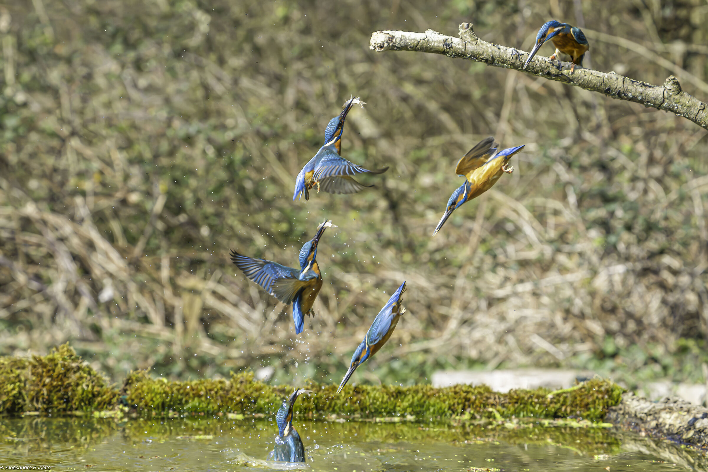 Kingfisher Dive Sequence