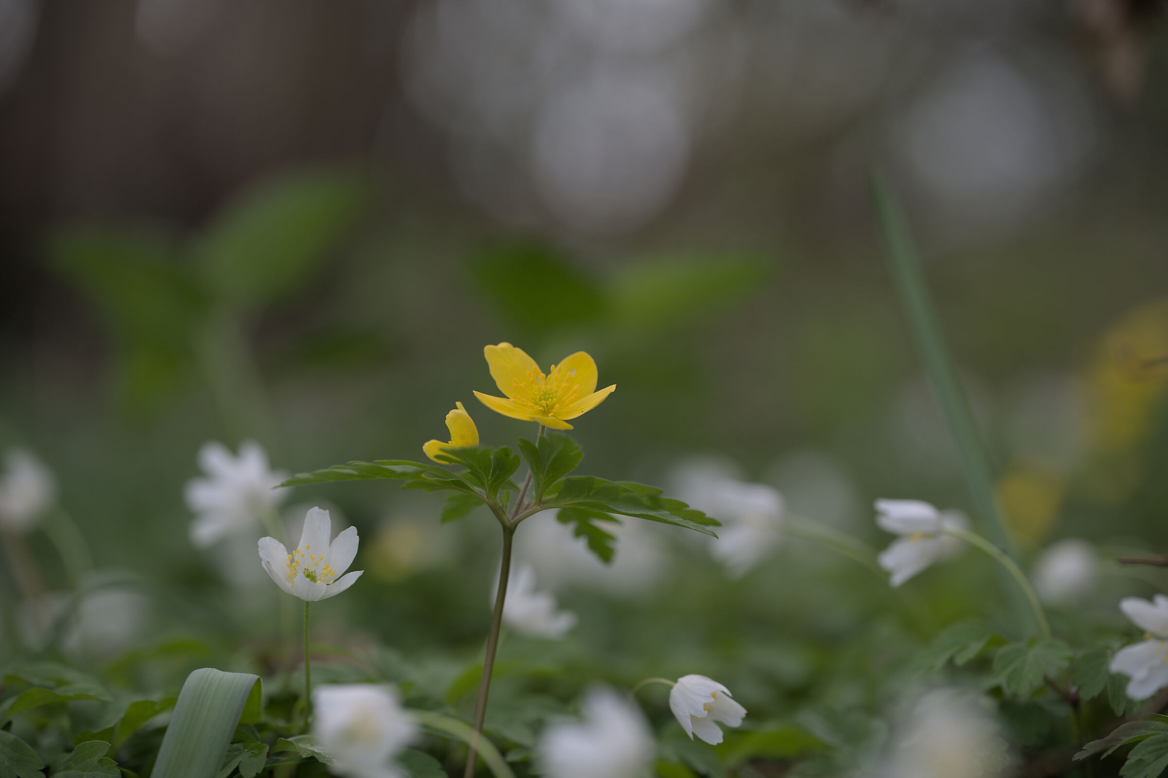 Yellow anemone