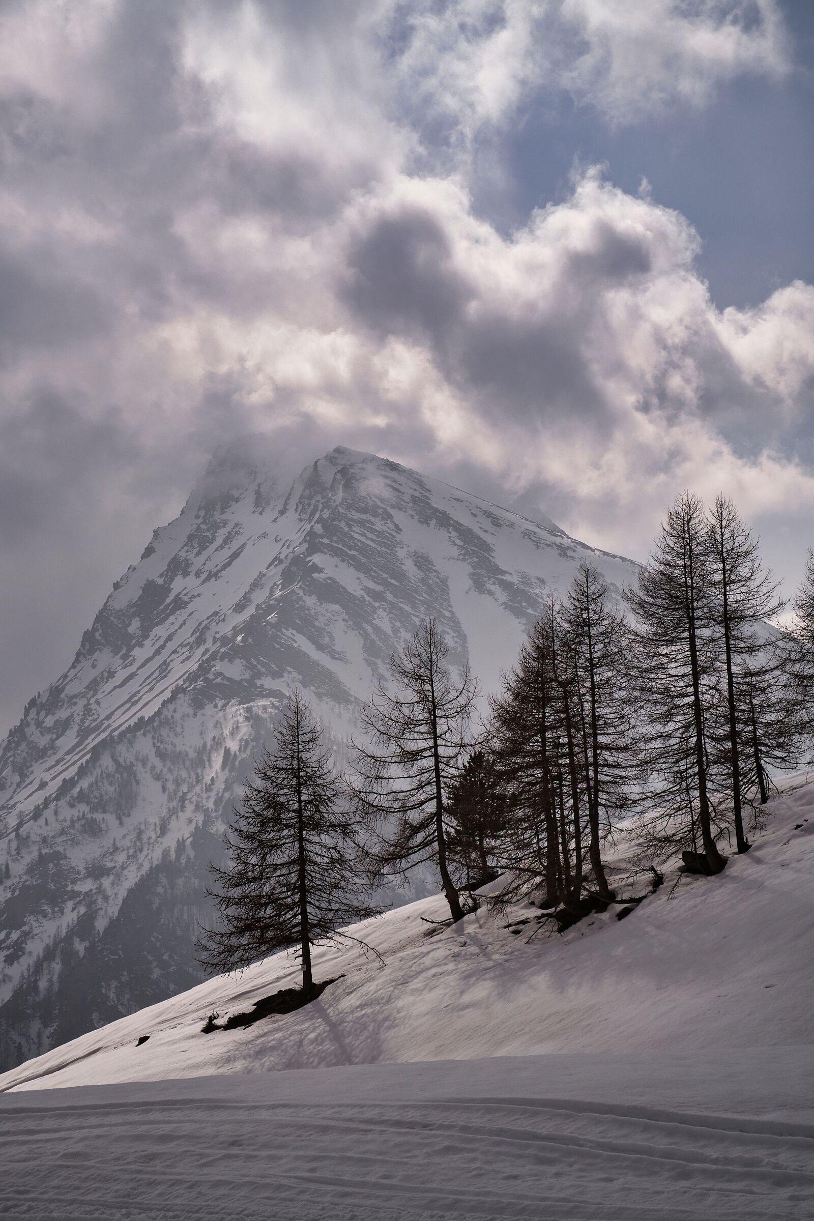 Gli alberi ammirano la cima del Monte Albergian