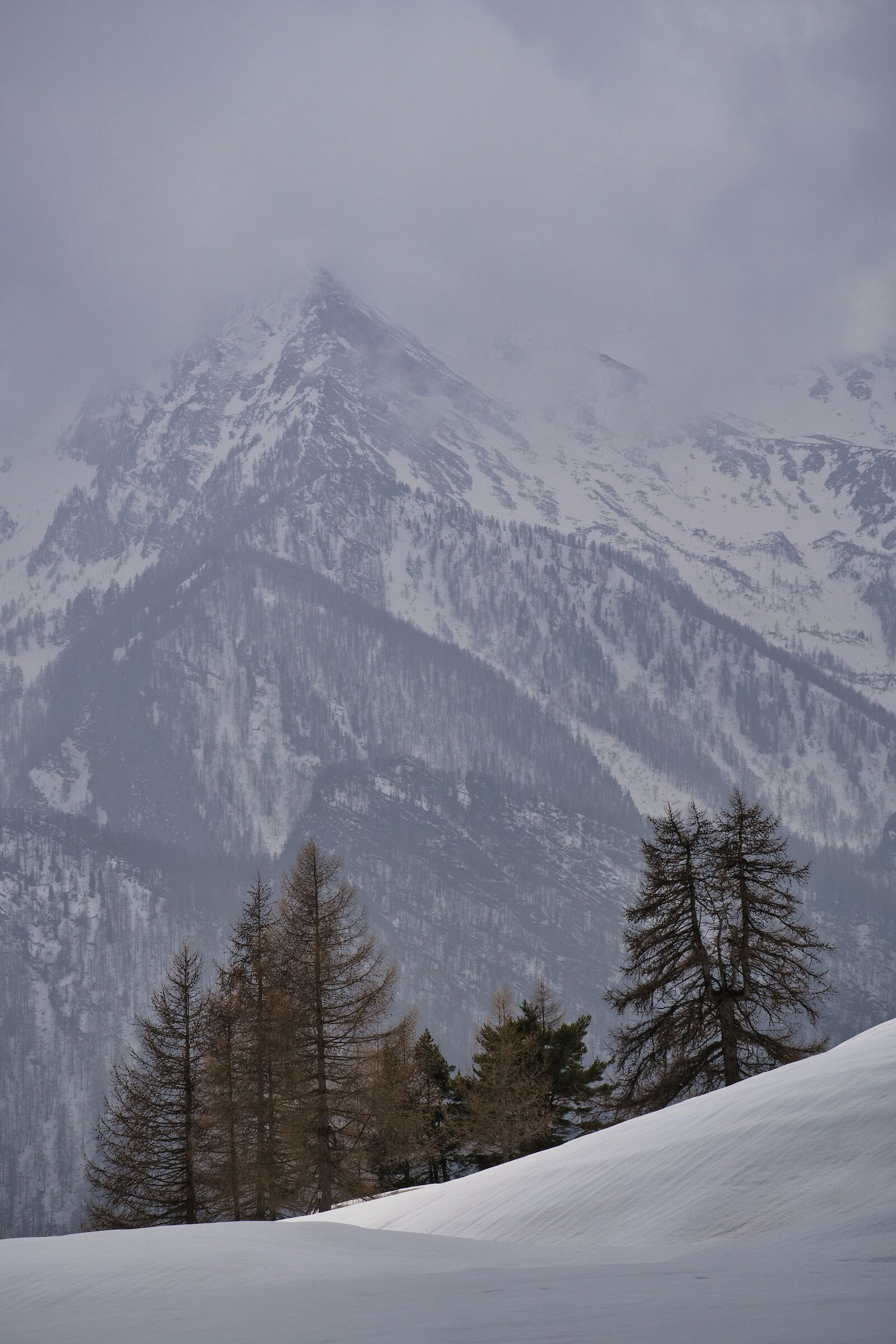 Sentinelle silenziose nella neve di marzo