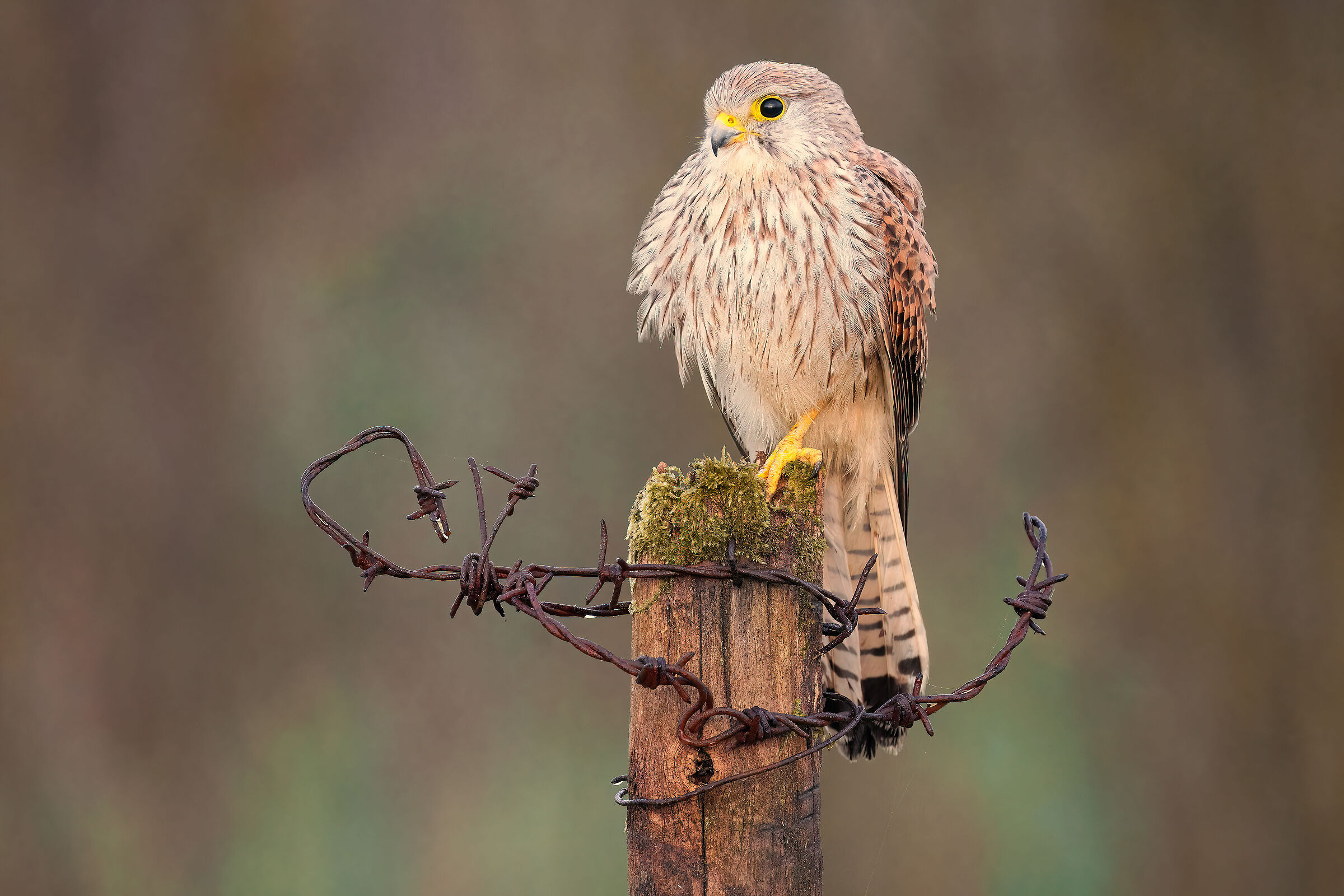 kestrel