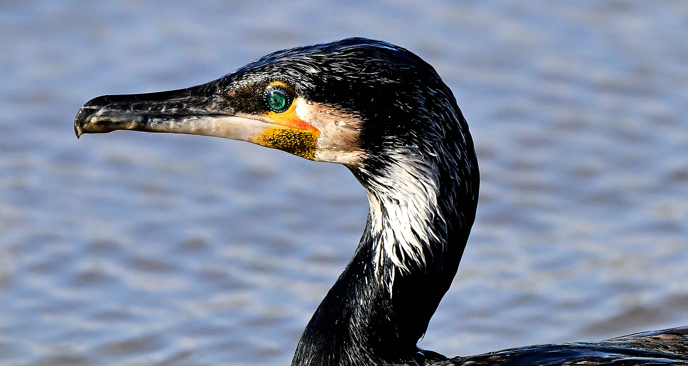 " occhi verdi " Cormorano