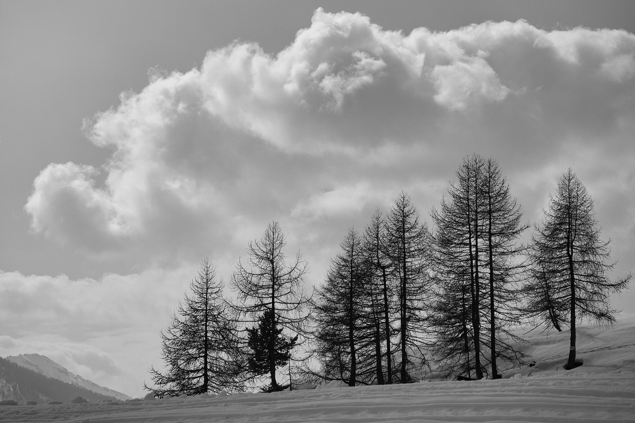 Alberi e Nuvole