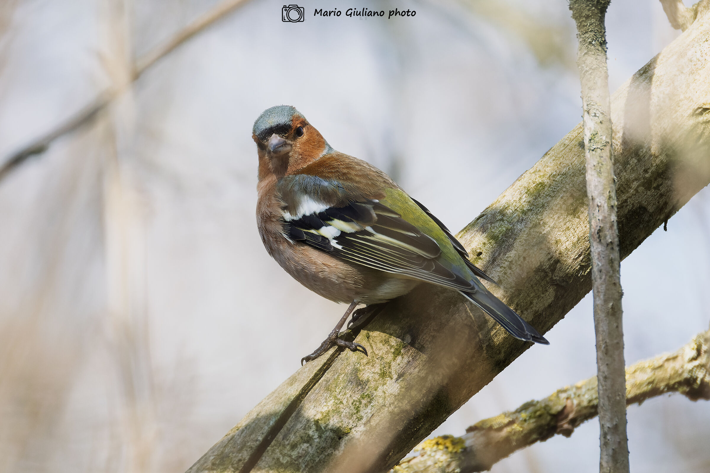 Finch