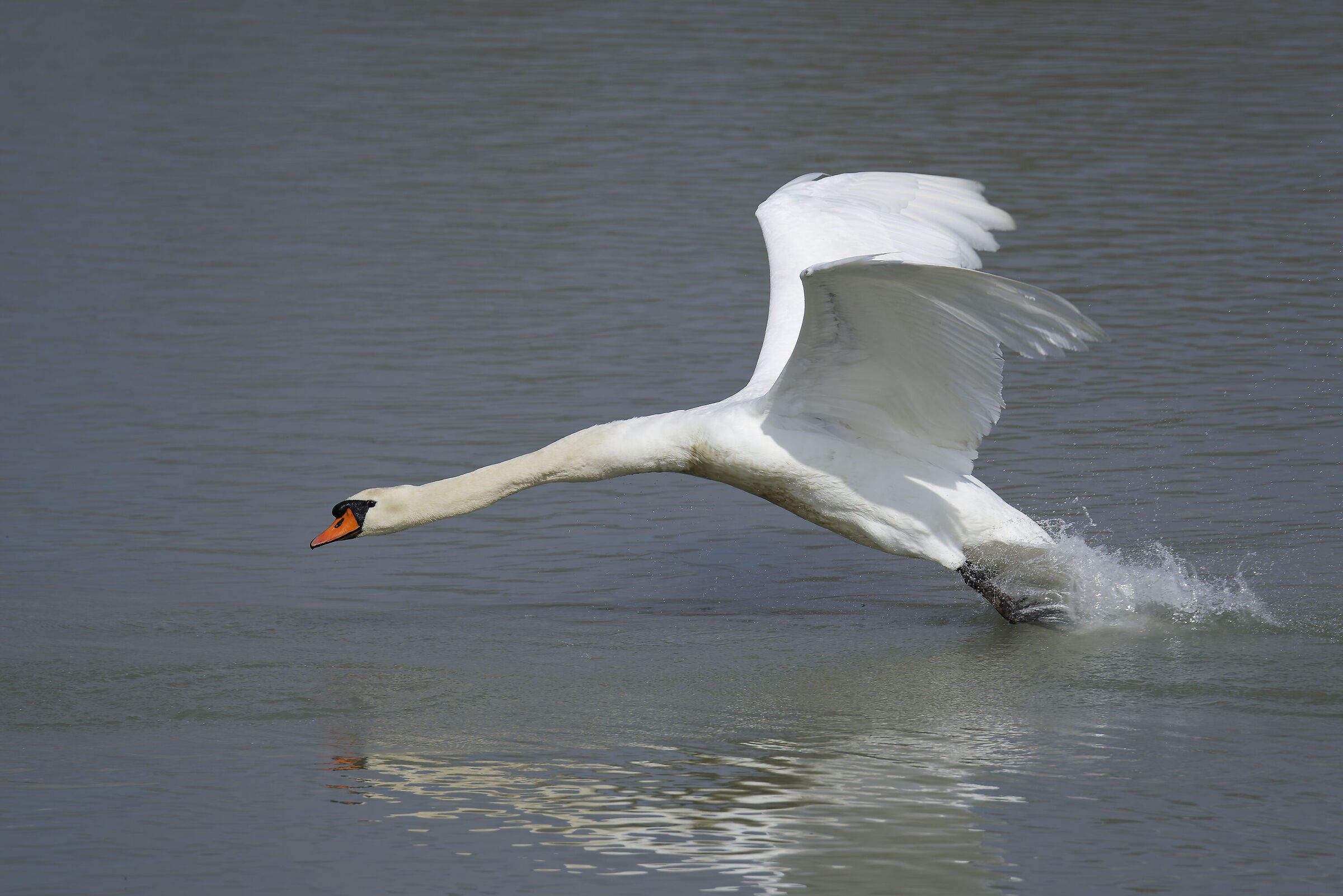 Cigno reale m.