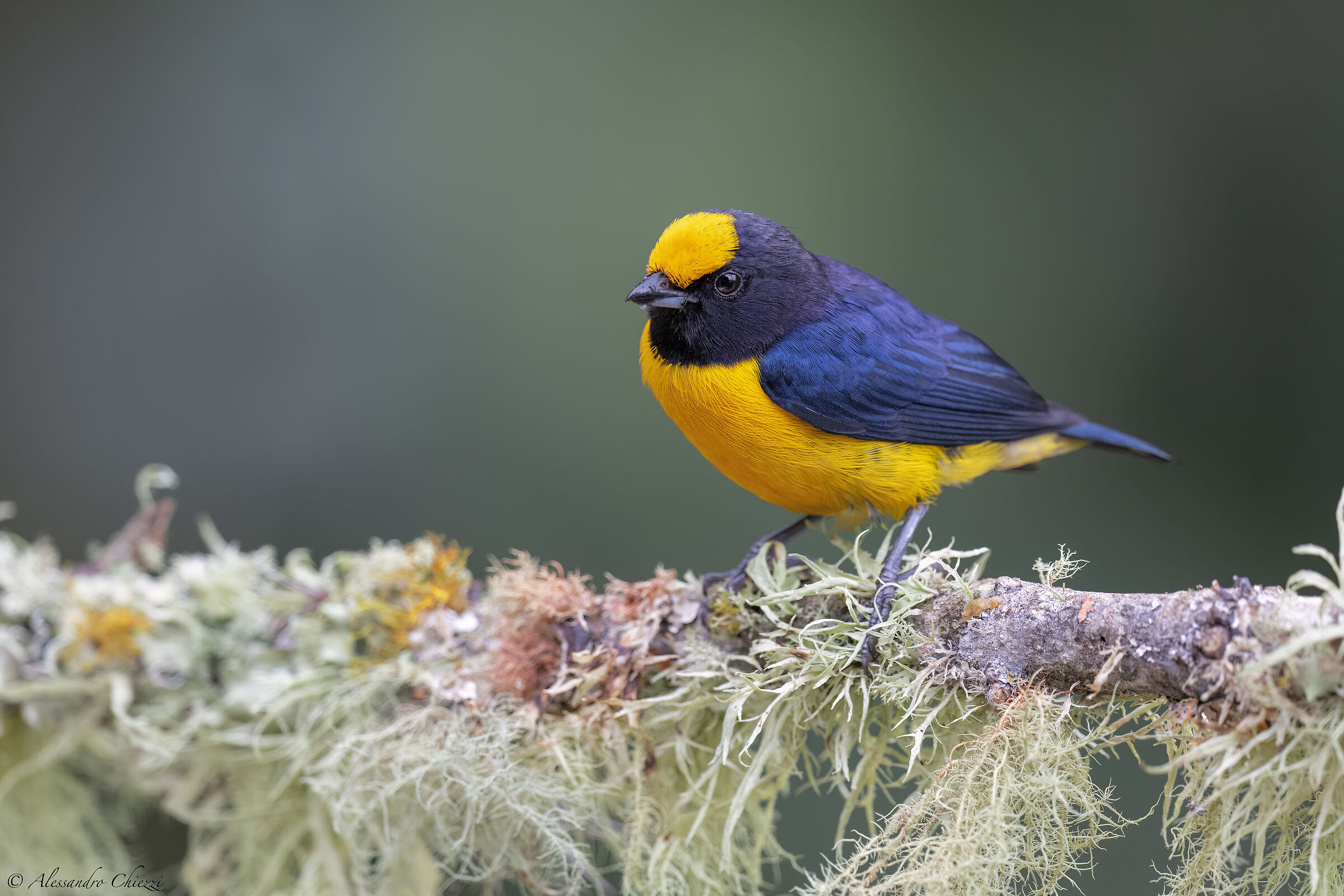 Euphonia di Trinidad