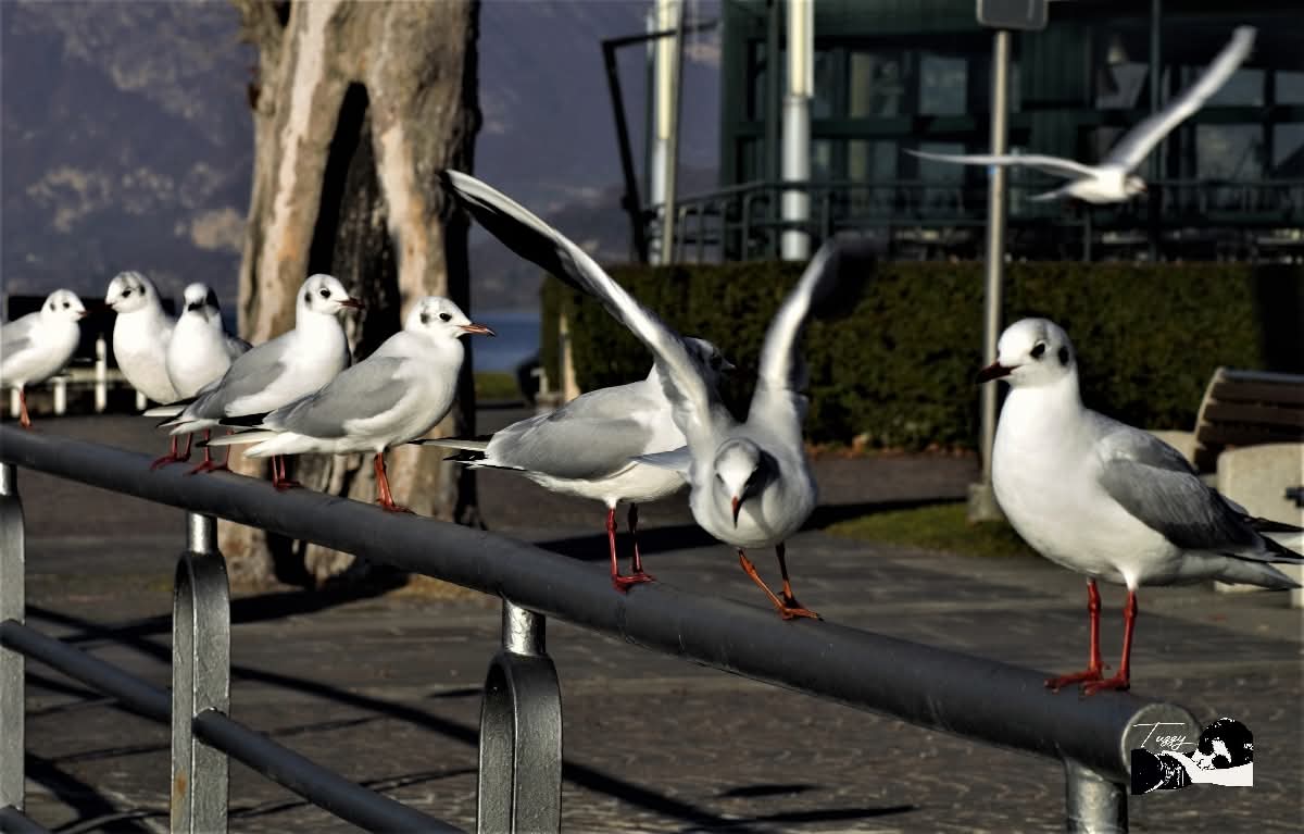 Libero di volare