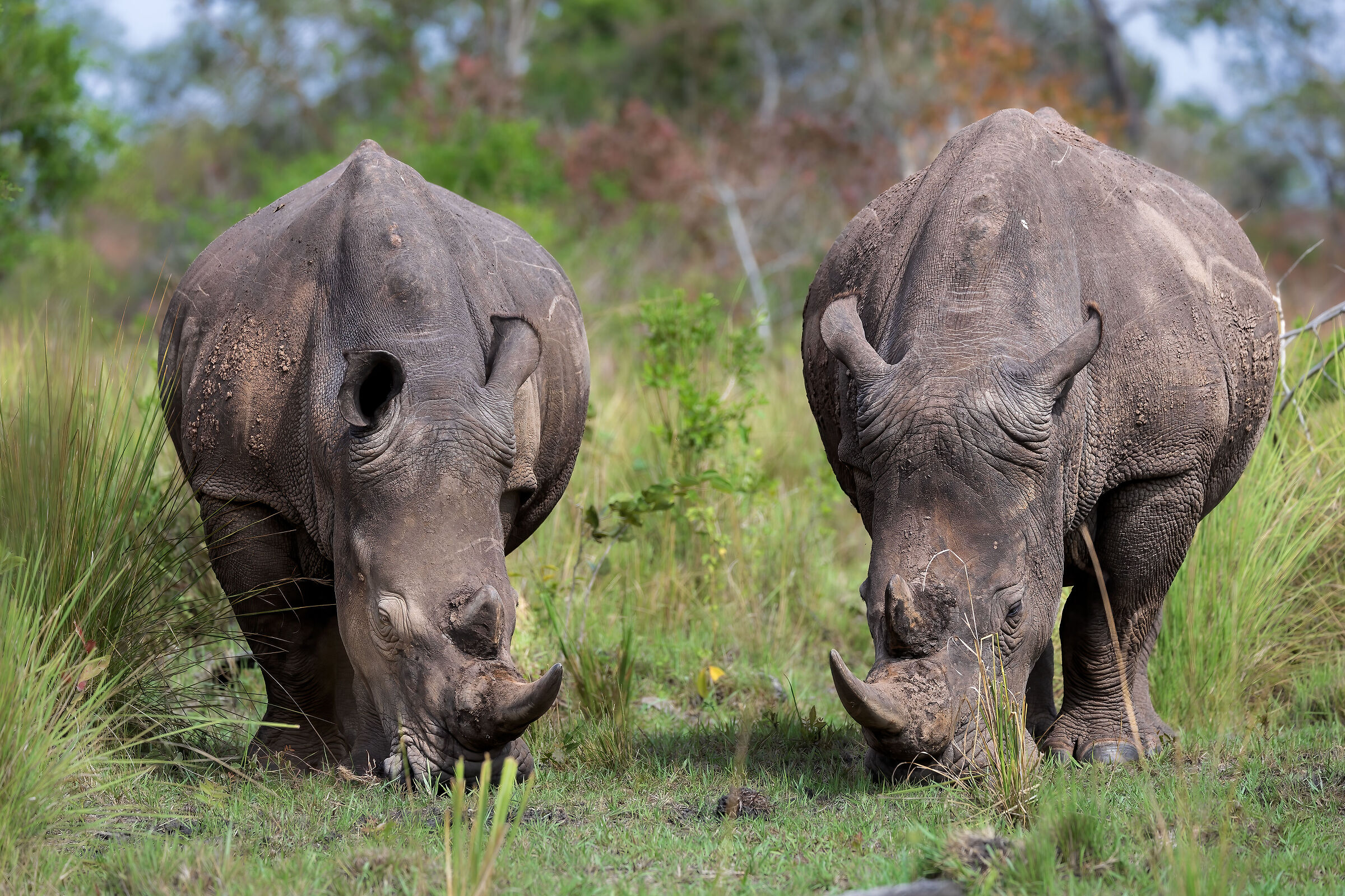 White Rhinos (Ceratotherium simum simum)