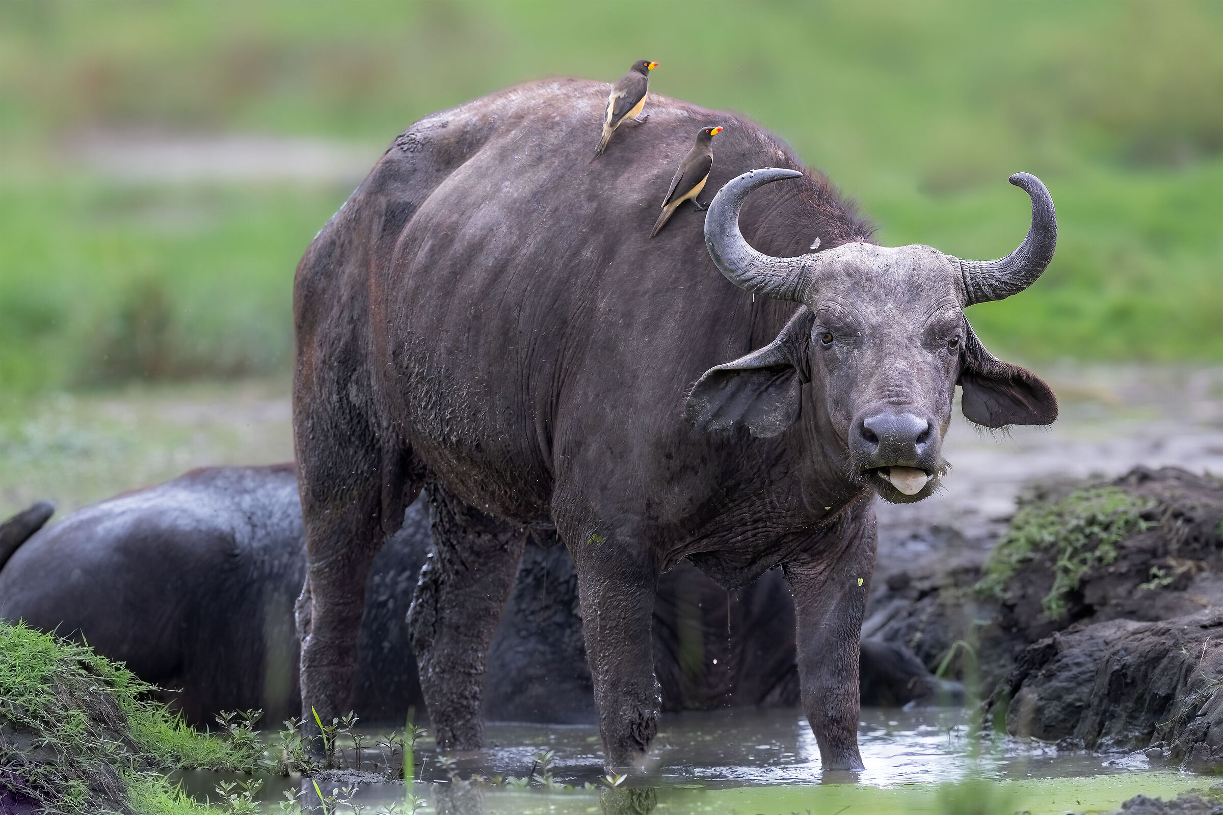 African water Buffalo