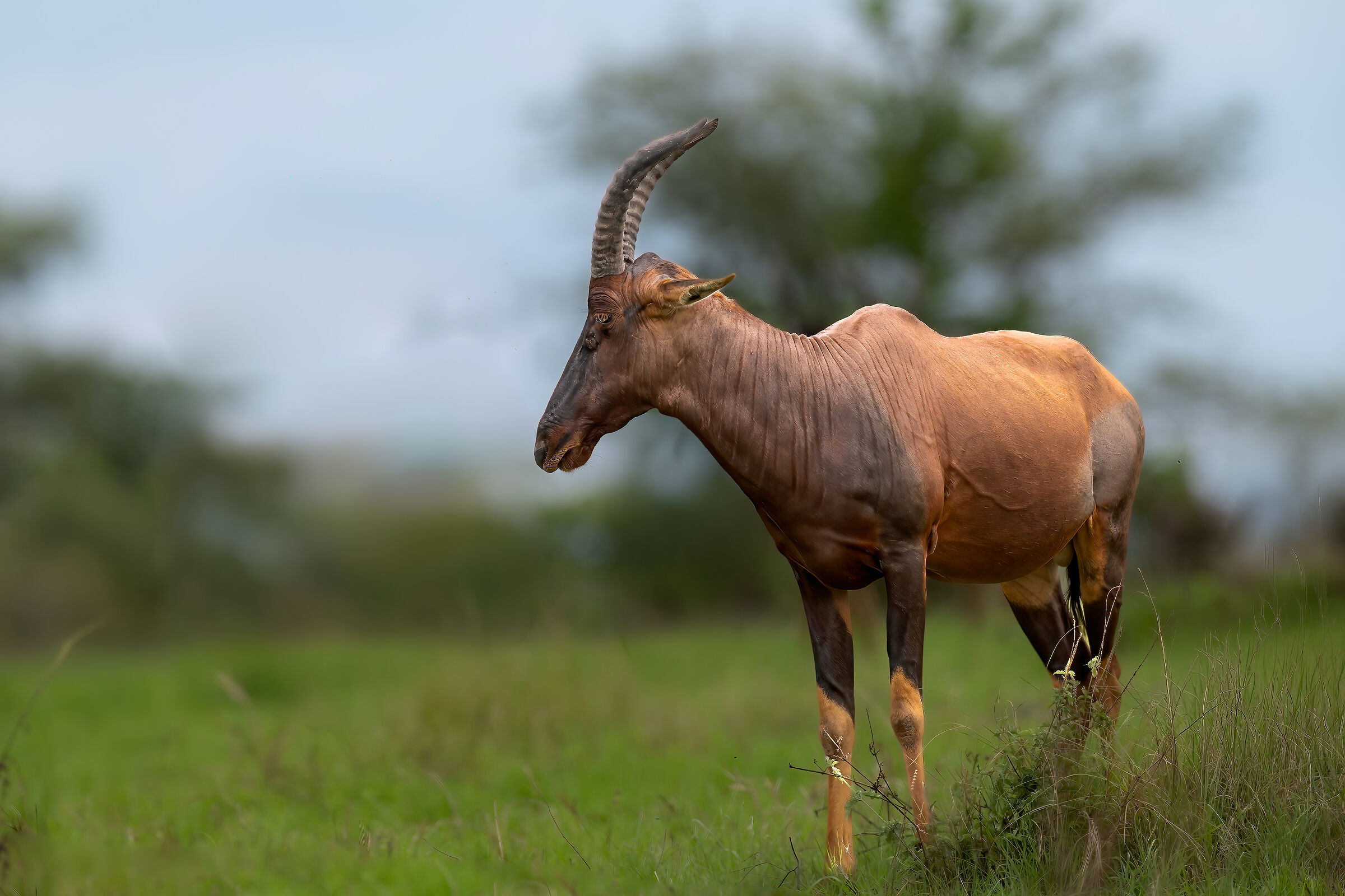 Topi (Damaliscus lunatus)