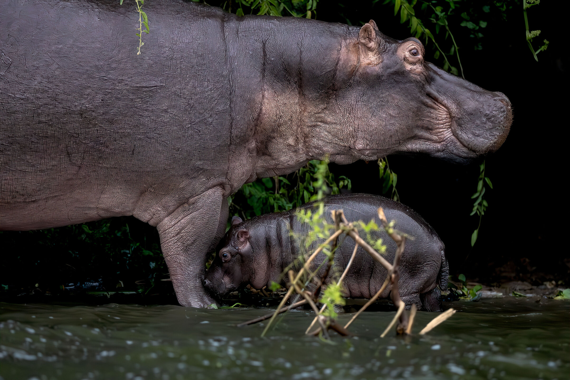 Mamma e baby Hyppo