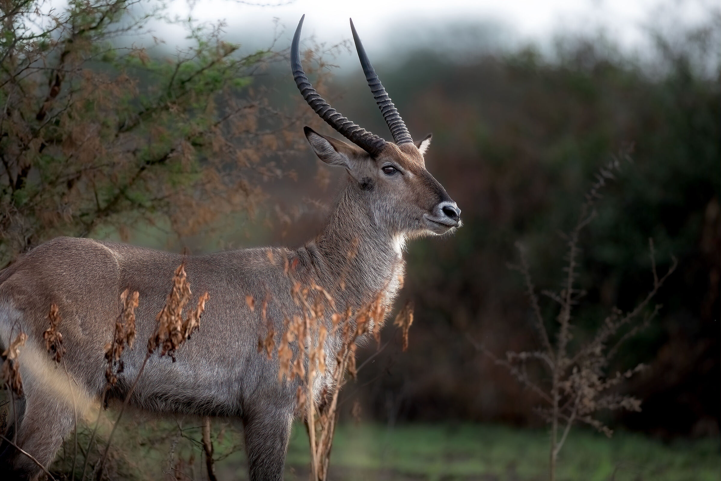 Cobo/Waterbuck