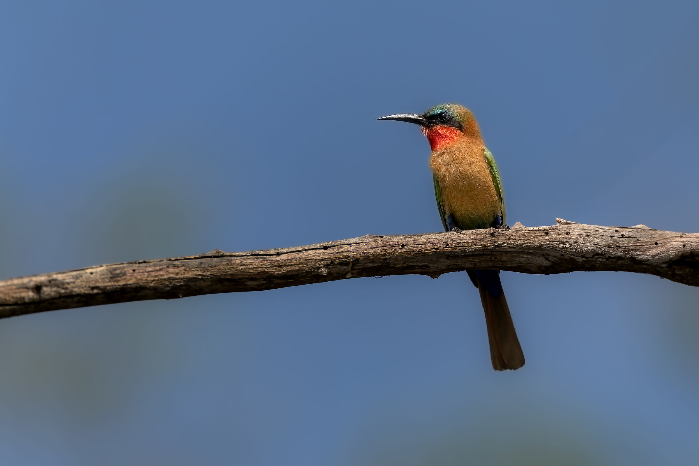 Red-throated bee-eater (Merops bulocki)