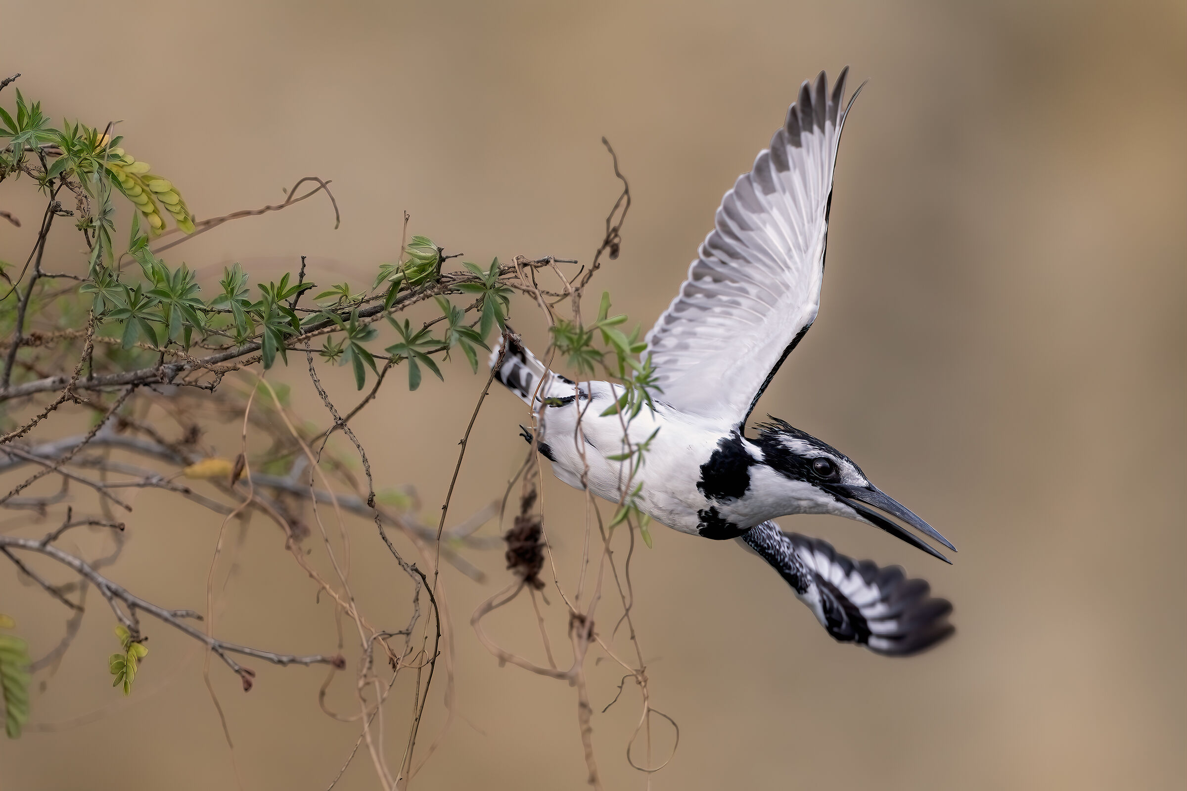 Pied Kingfisher (Ceryle rudis)