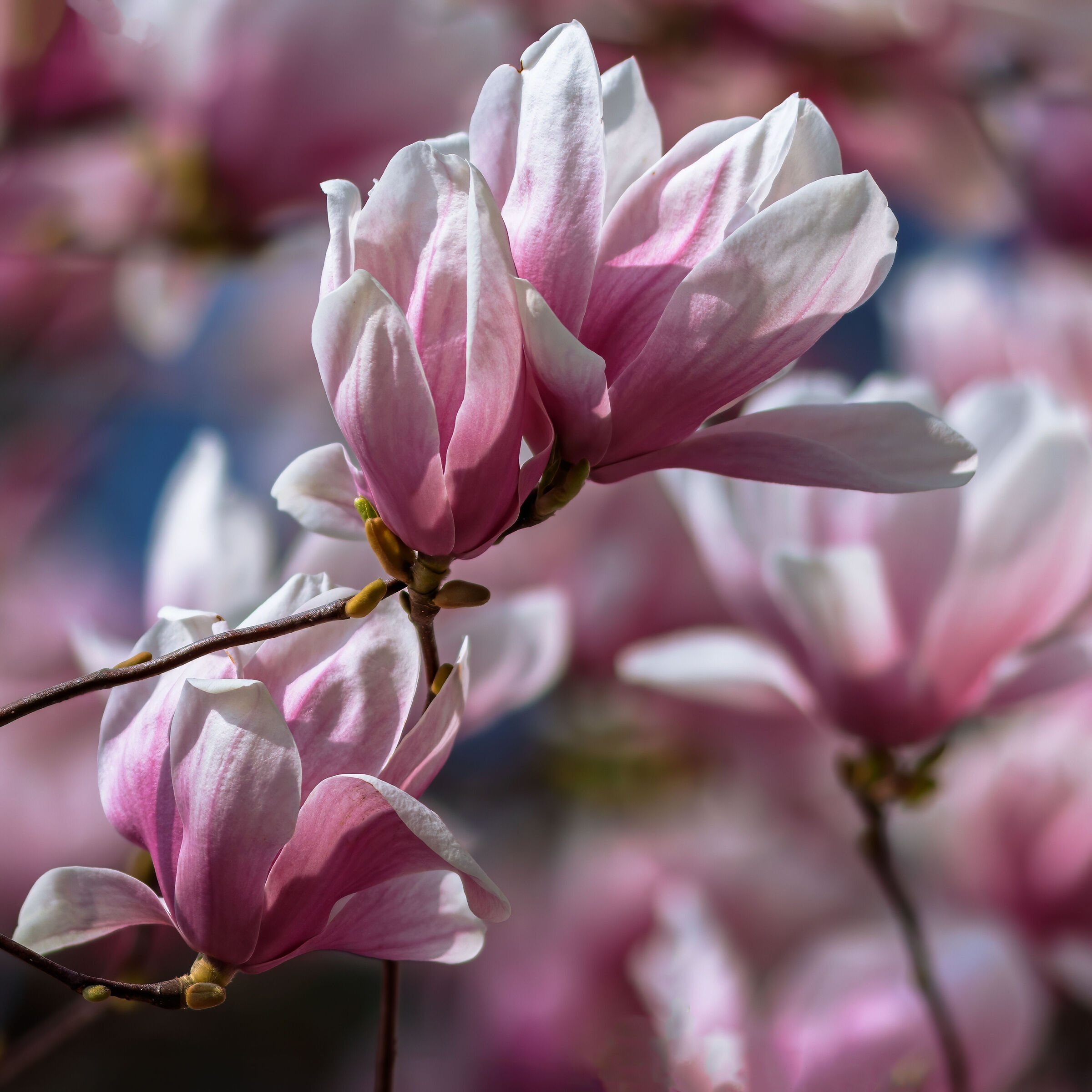 Magnolia Km0