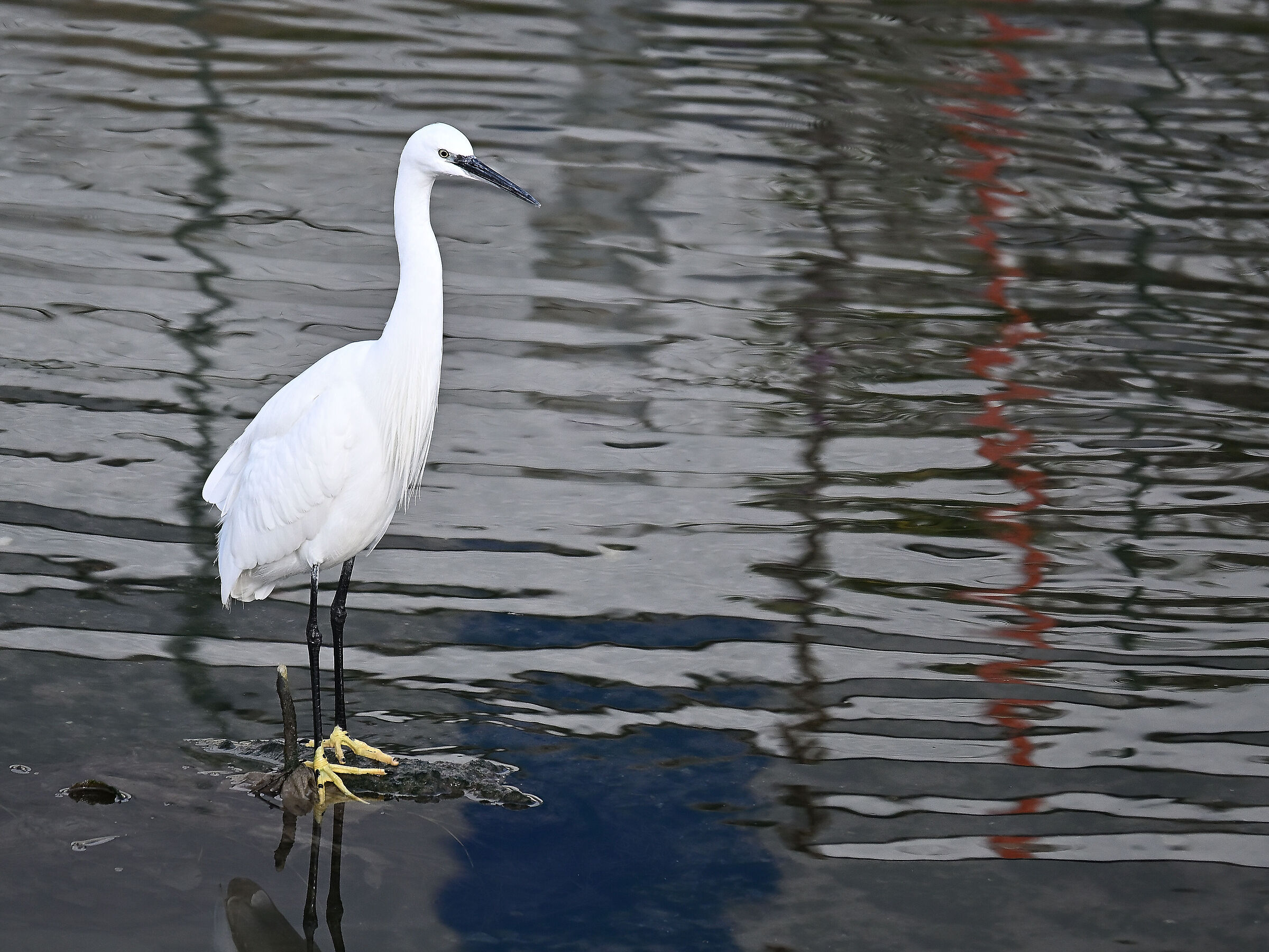 Little Egret