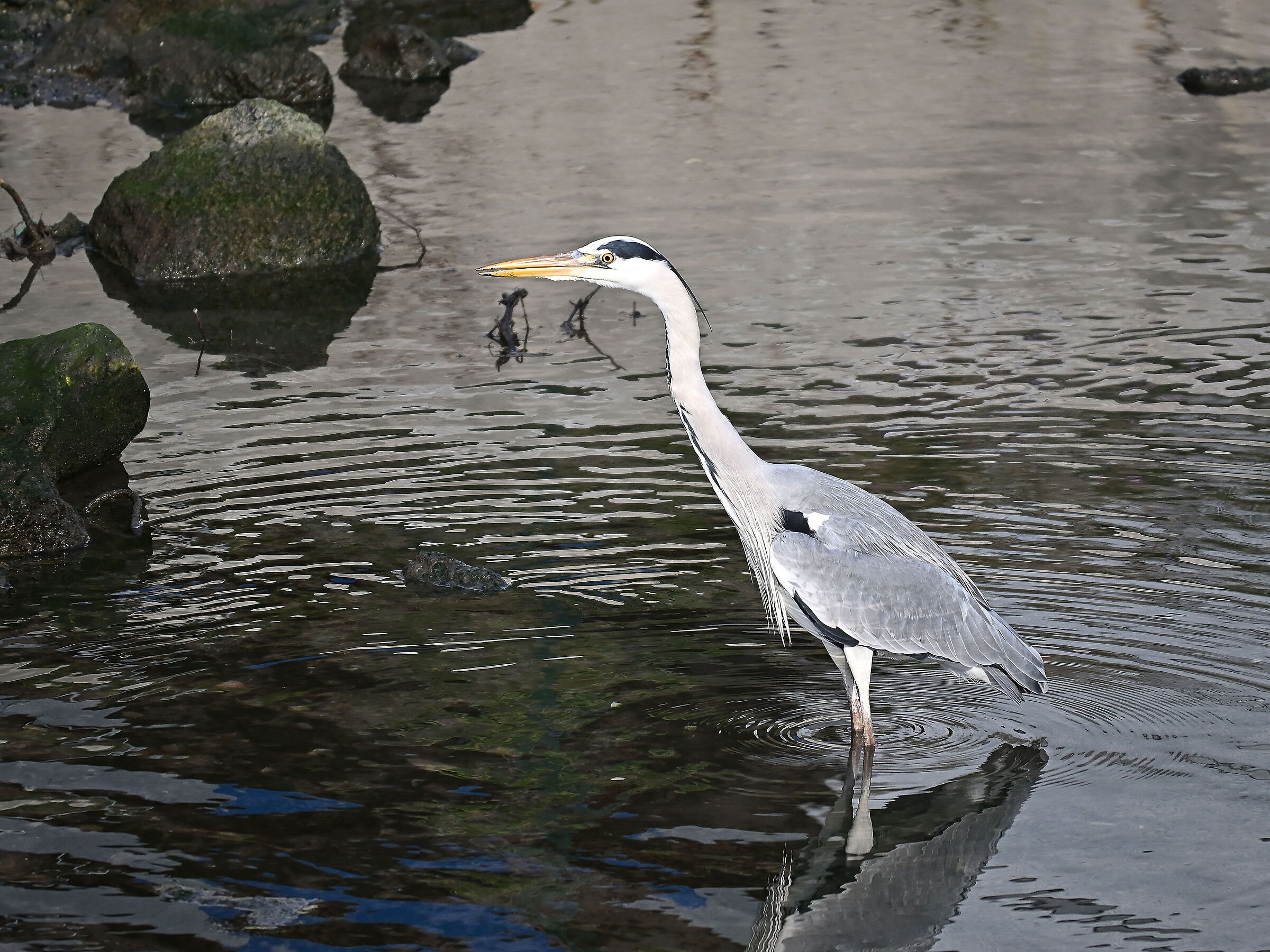Grey Heron