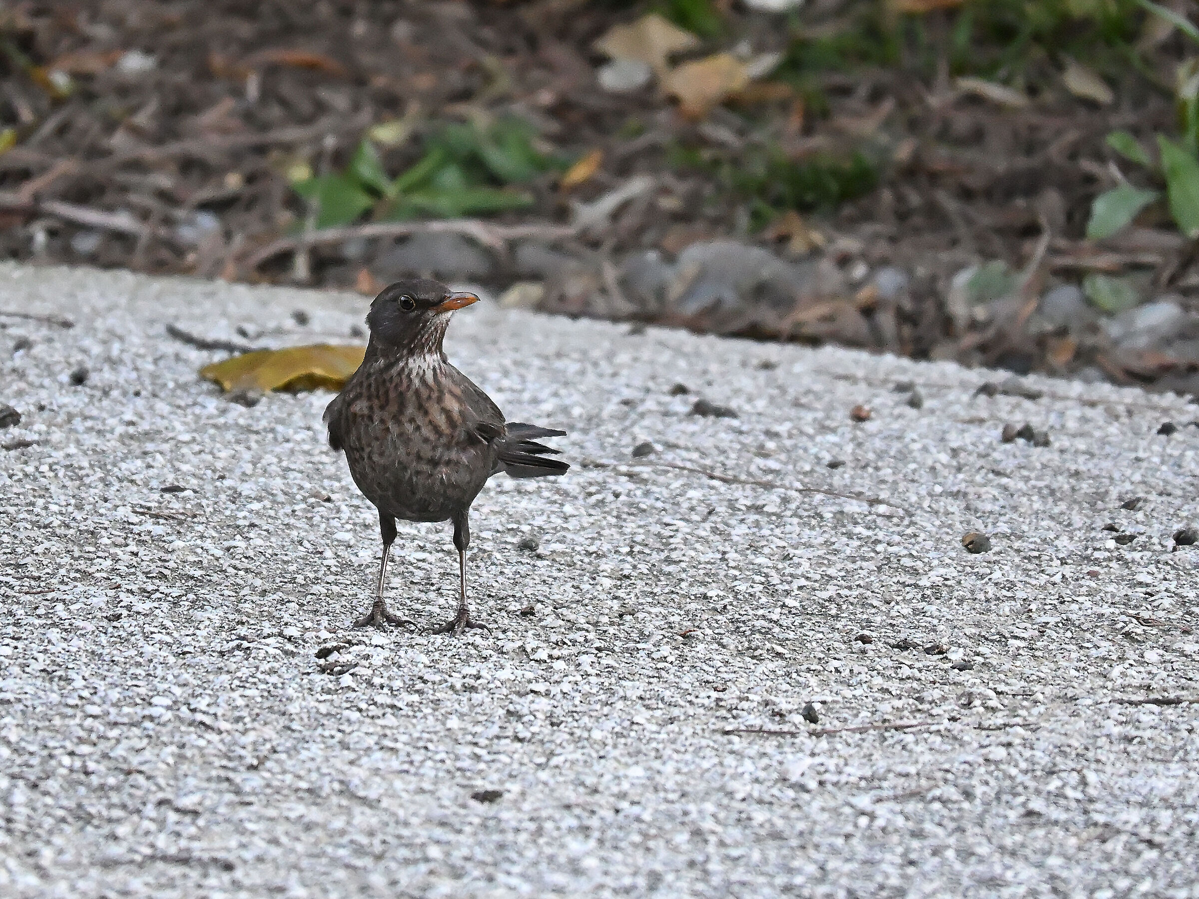 Blackbird