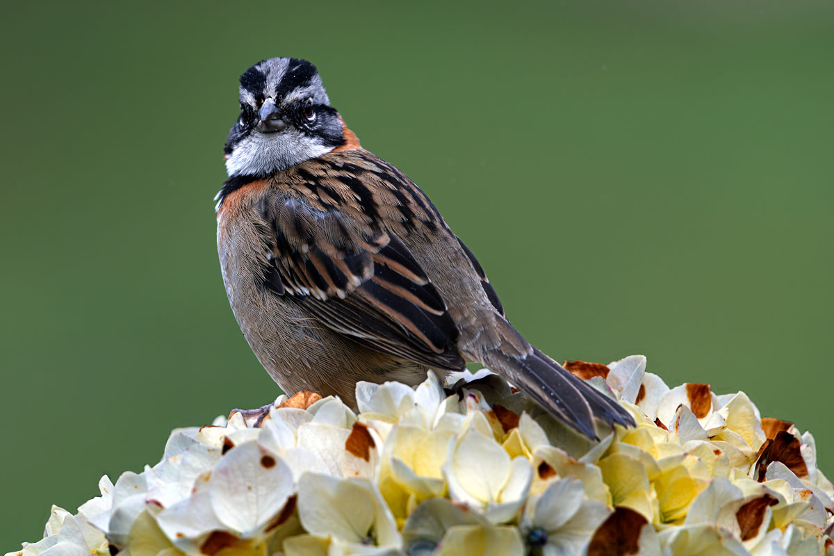 Rufous-collared Sparrow