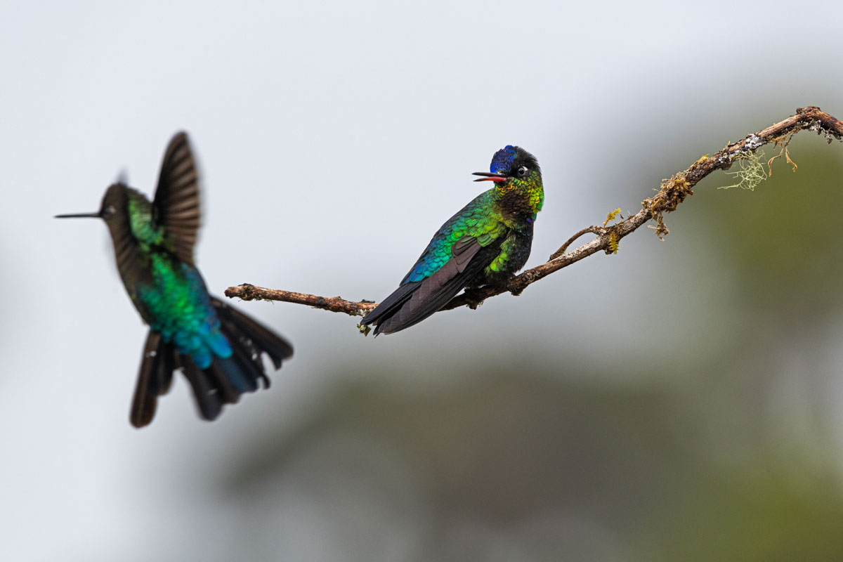 Flame-throated hummingbird