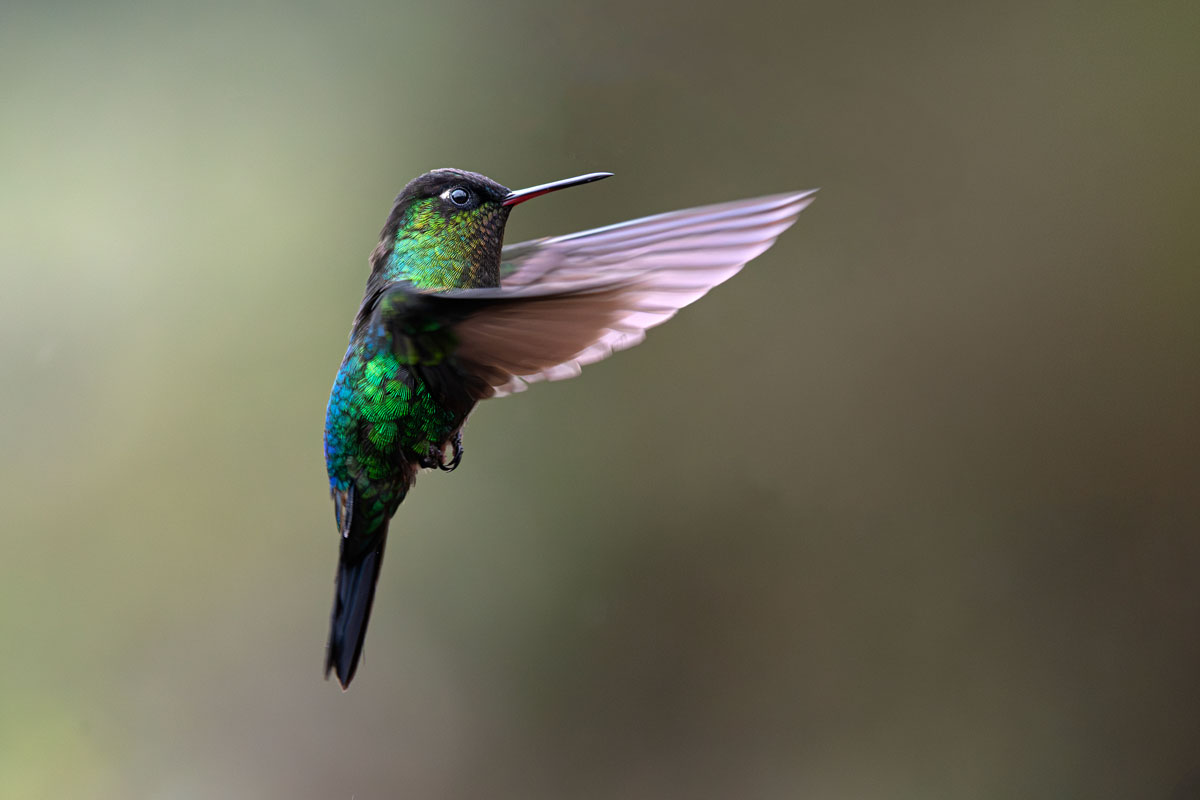Admirable hummingbird
