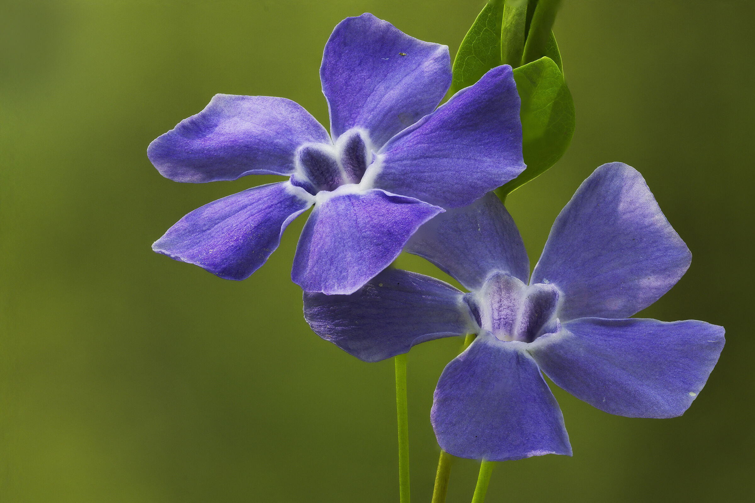 Periwinkle