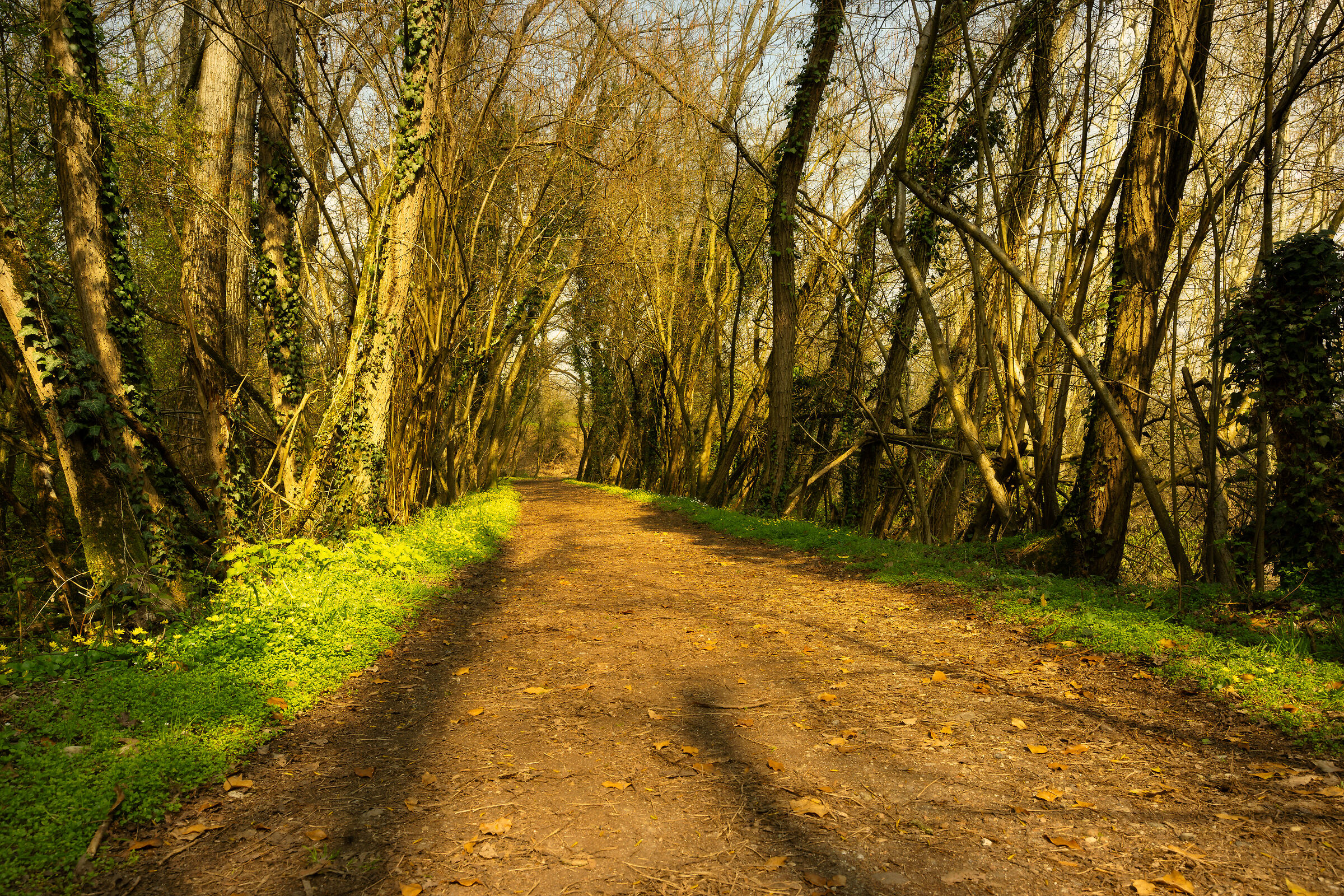 The dark hedges?
