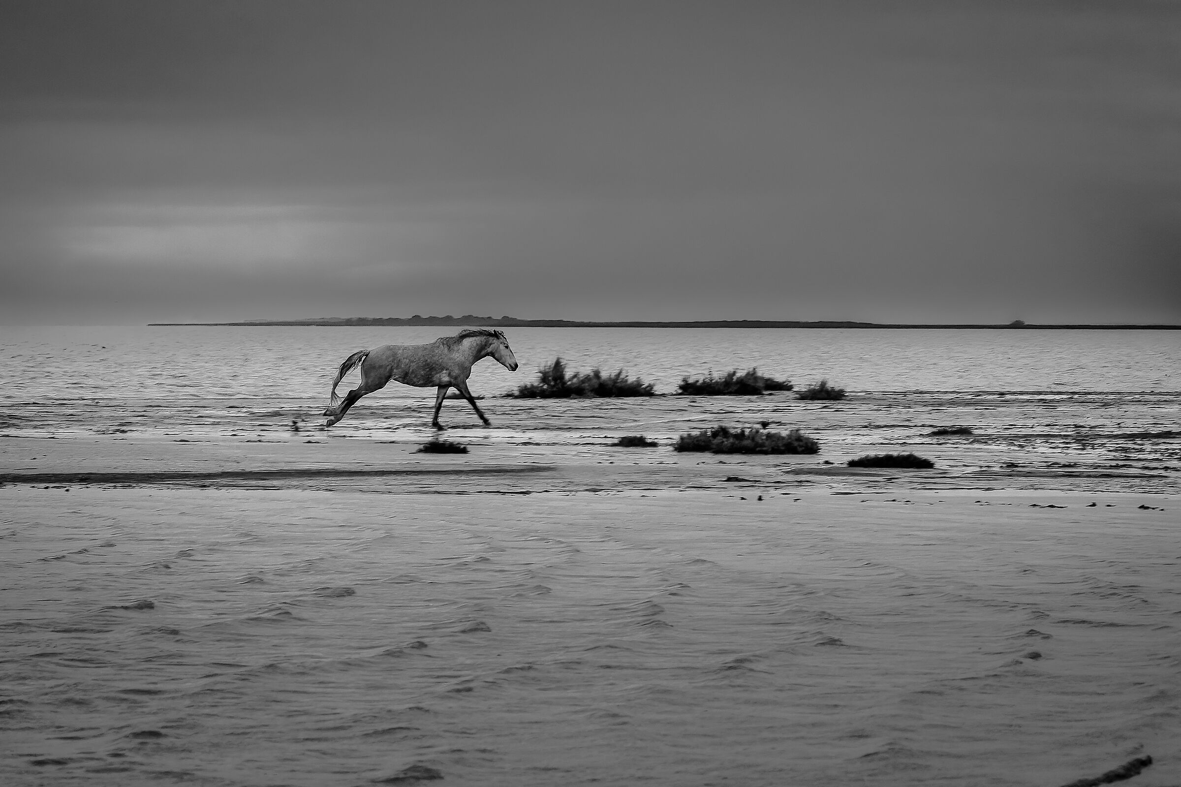 Free Camargue