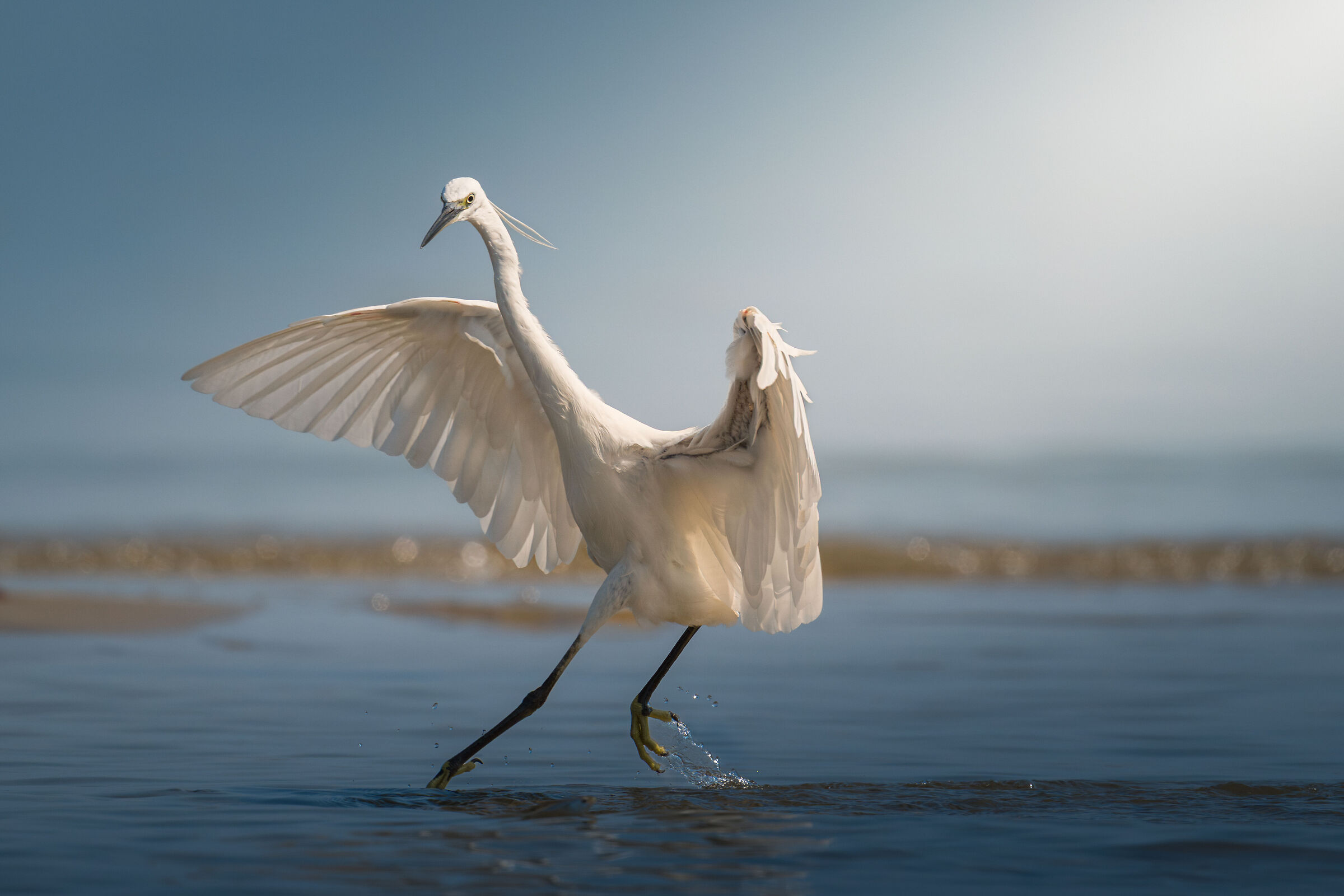 The dance of the egret