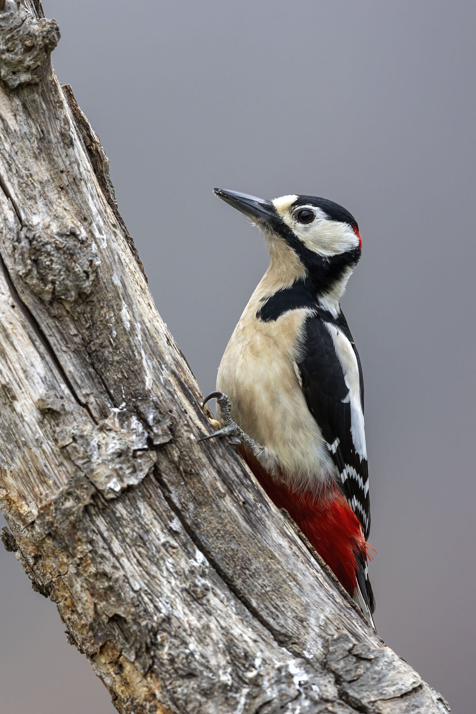 Spotted woodpecker