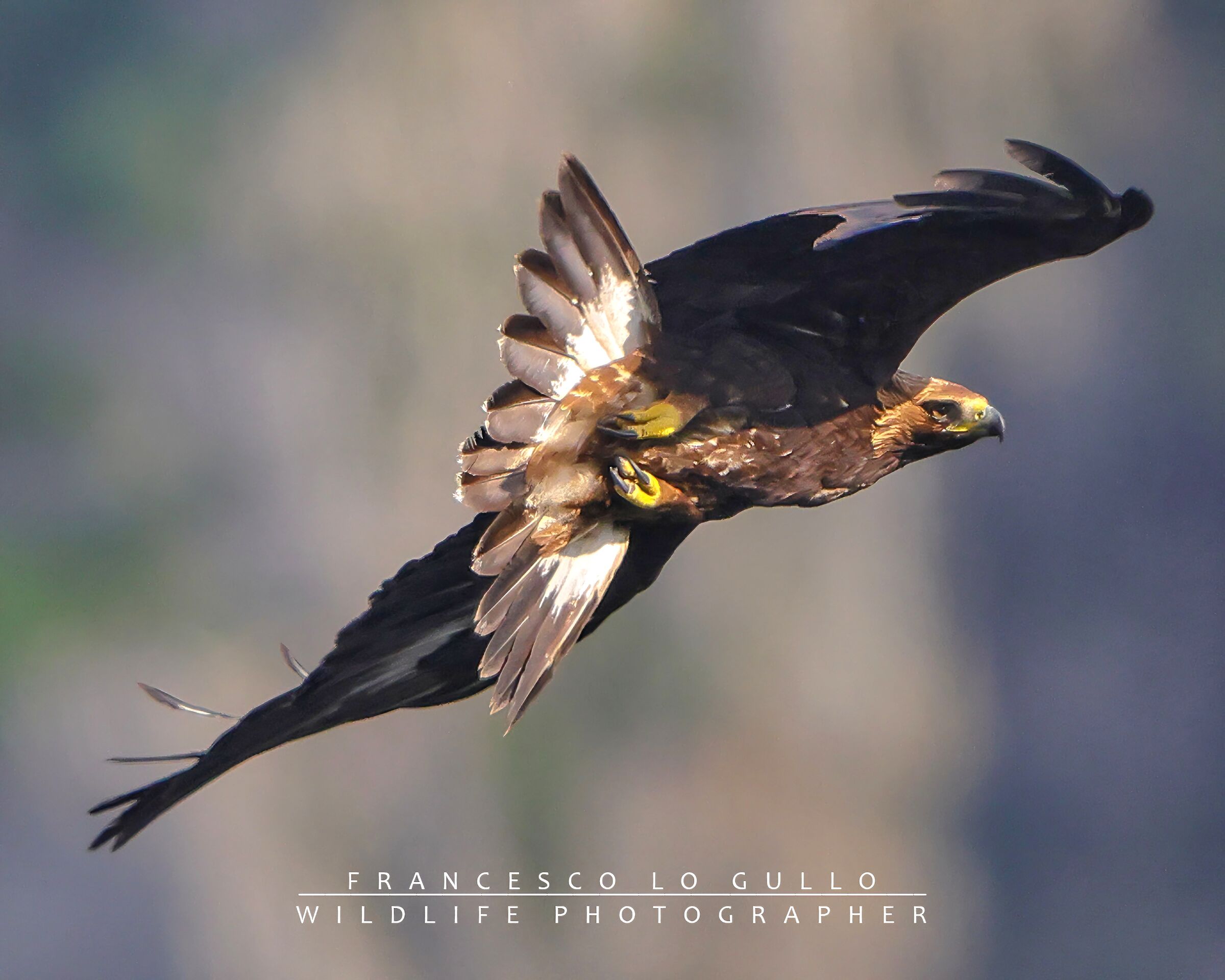 Golden eagle