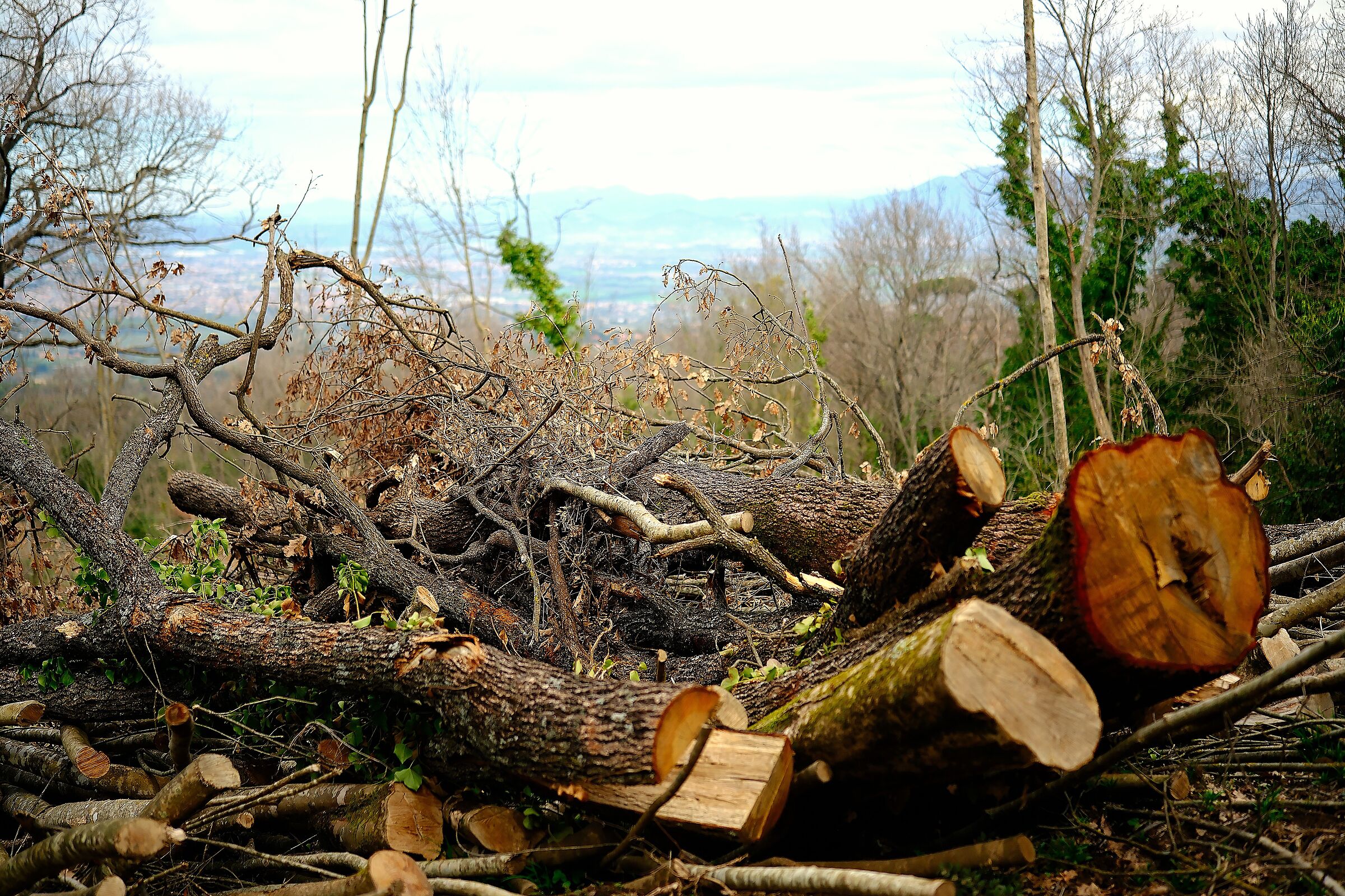 Il taglio del bosco