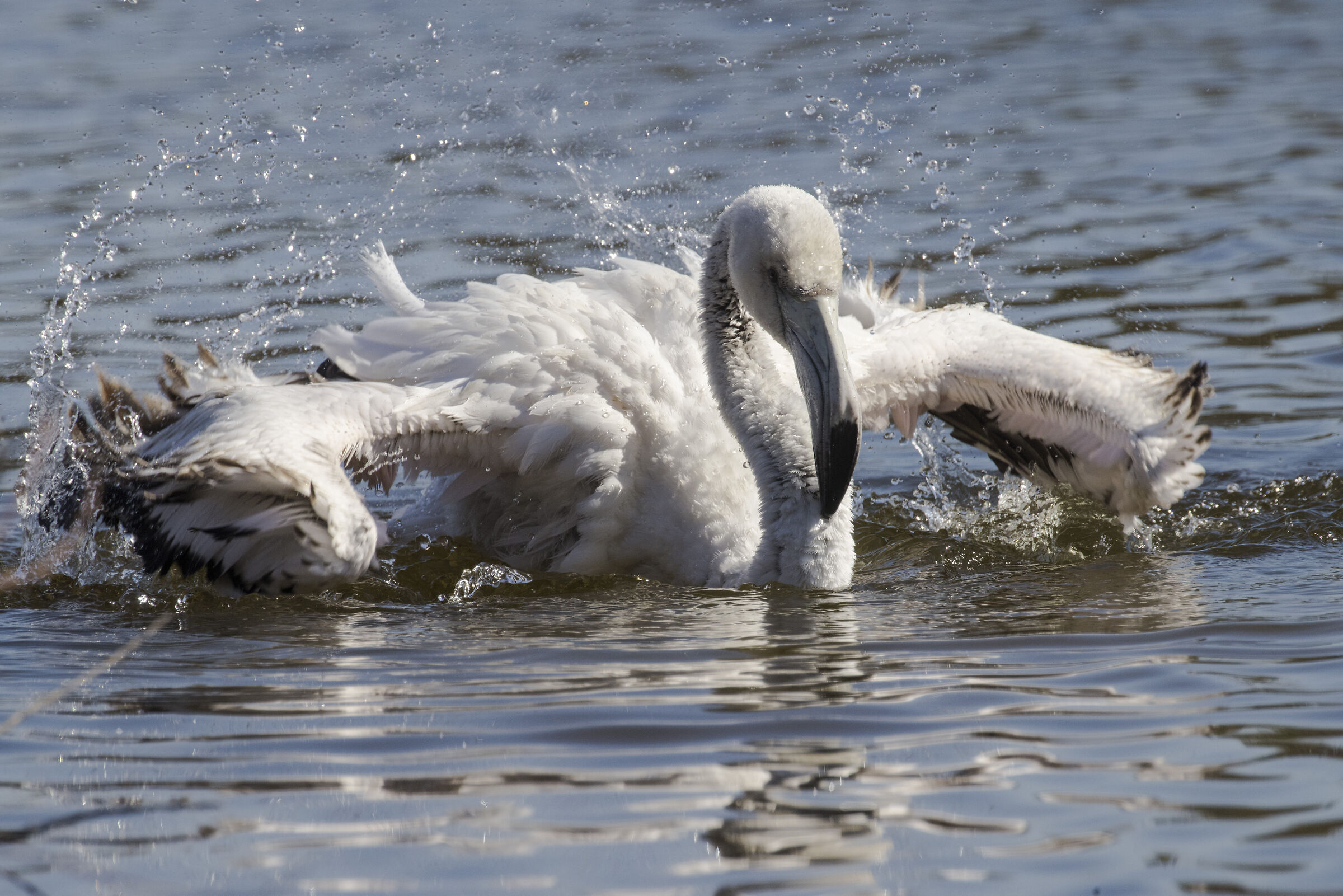 Housekeeping and bath !! (Flamingo, Oasi LIPO Ostia)