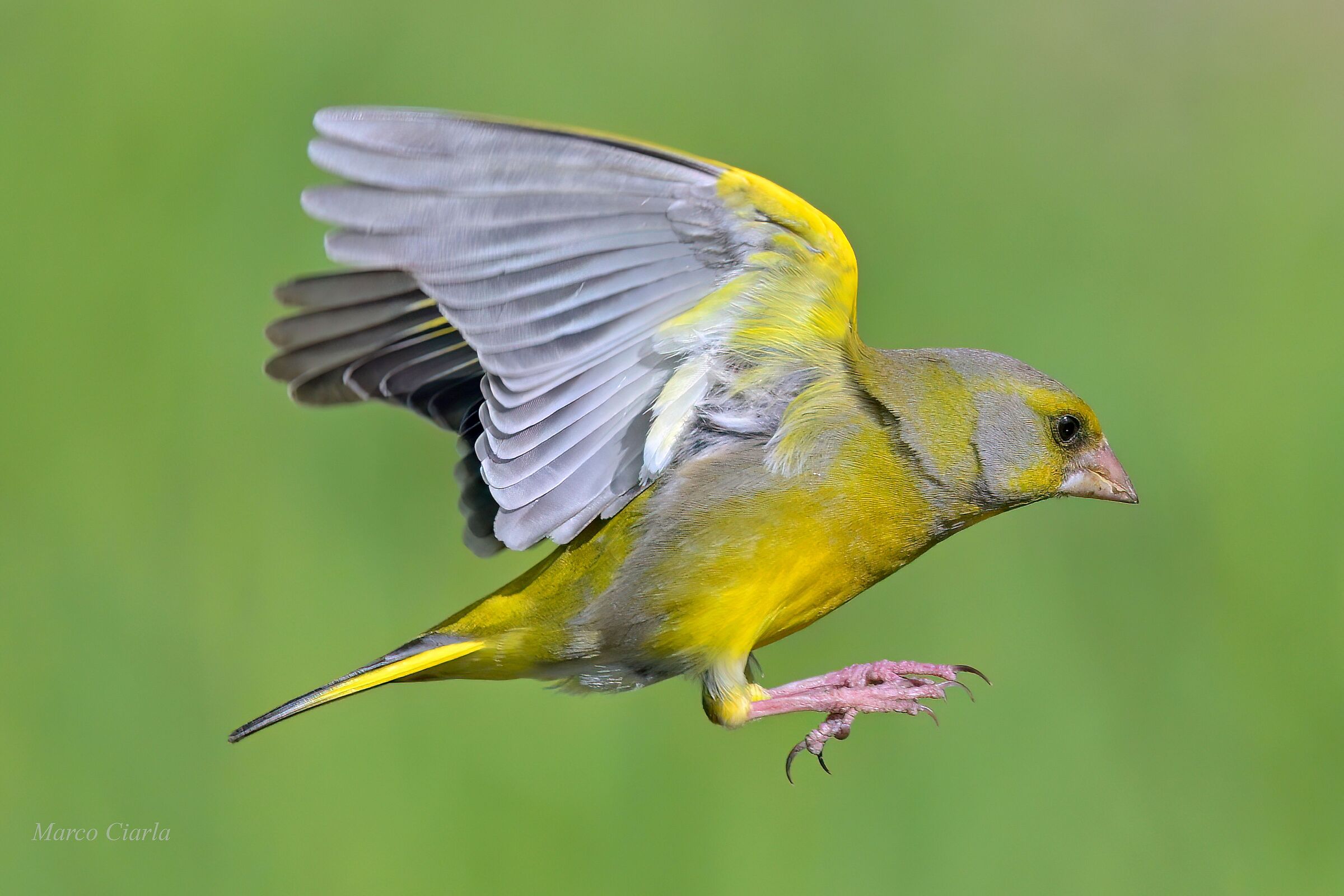 Greenfinch (Chloris chloris )
