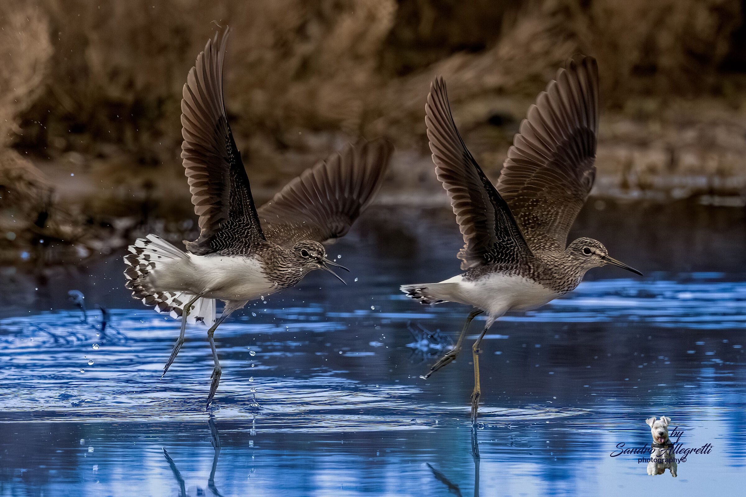 The wheatear sandpiper (Tringa ochropus)