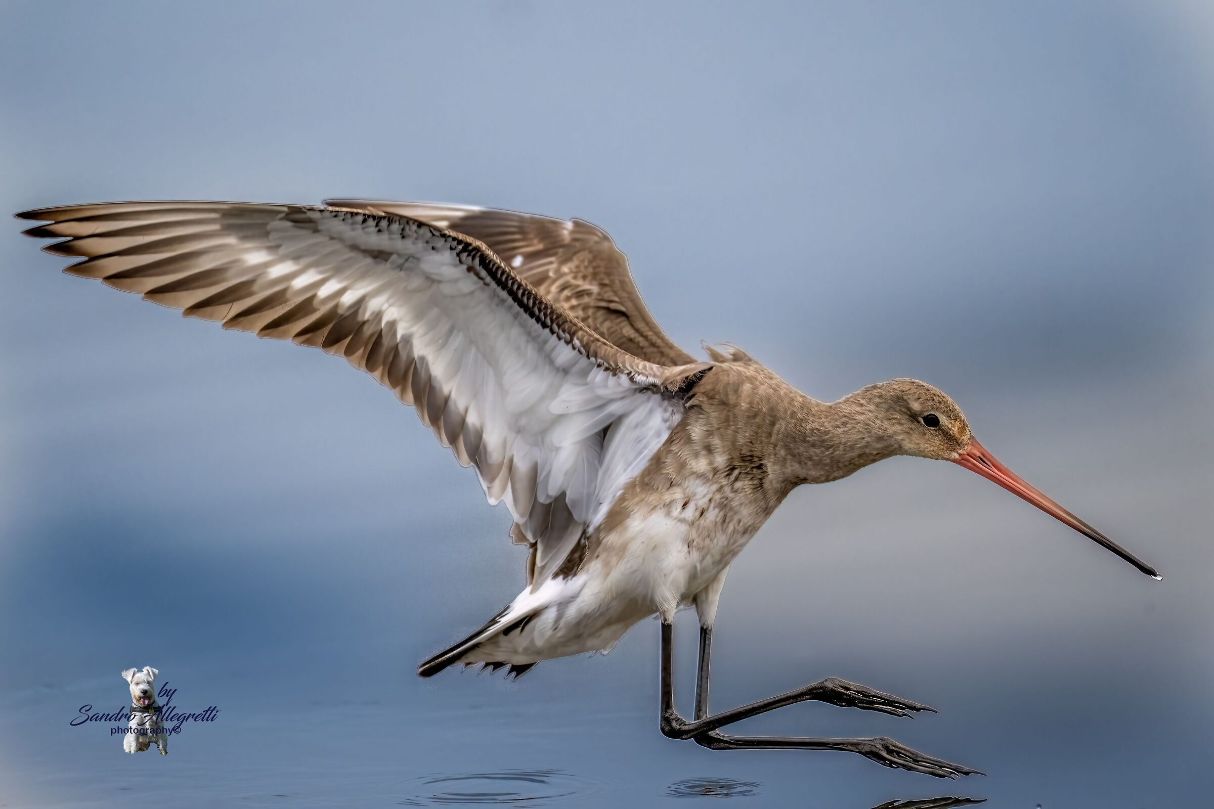 Godwit (Limosa limosa)