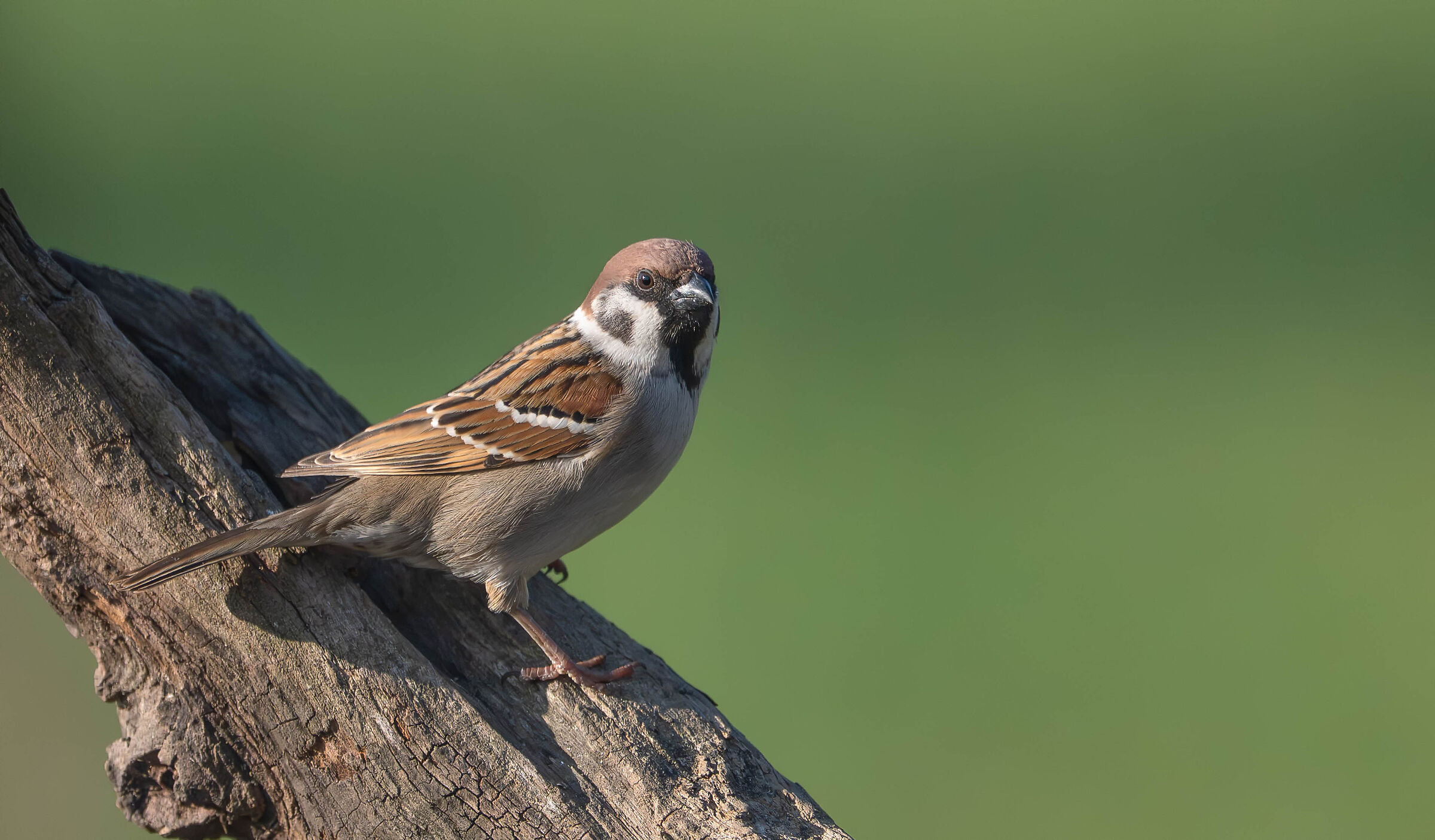 Sparrow Attugia