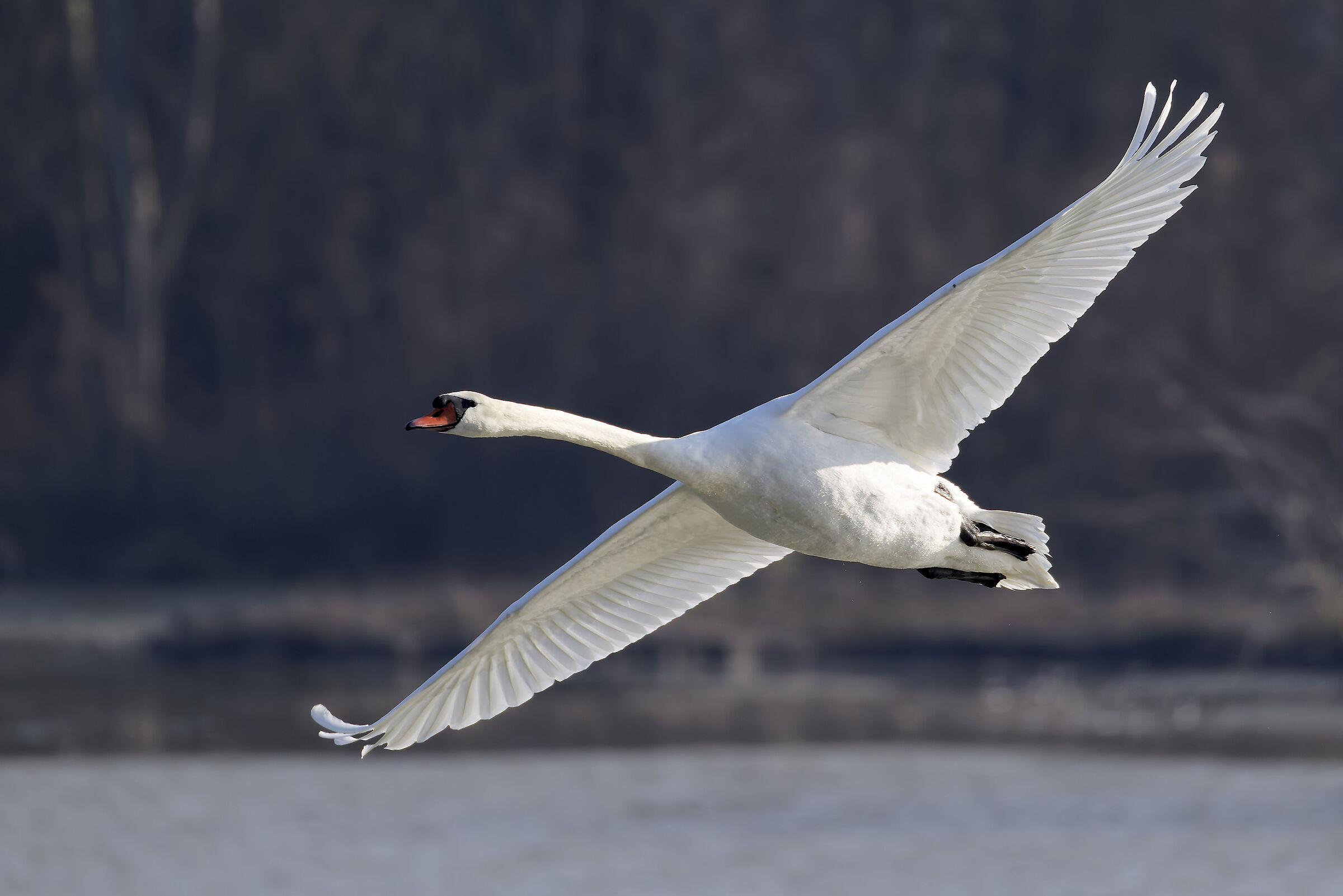 Cigno reale