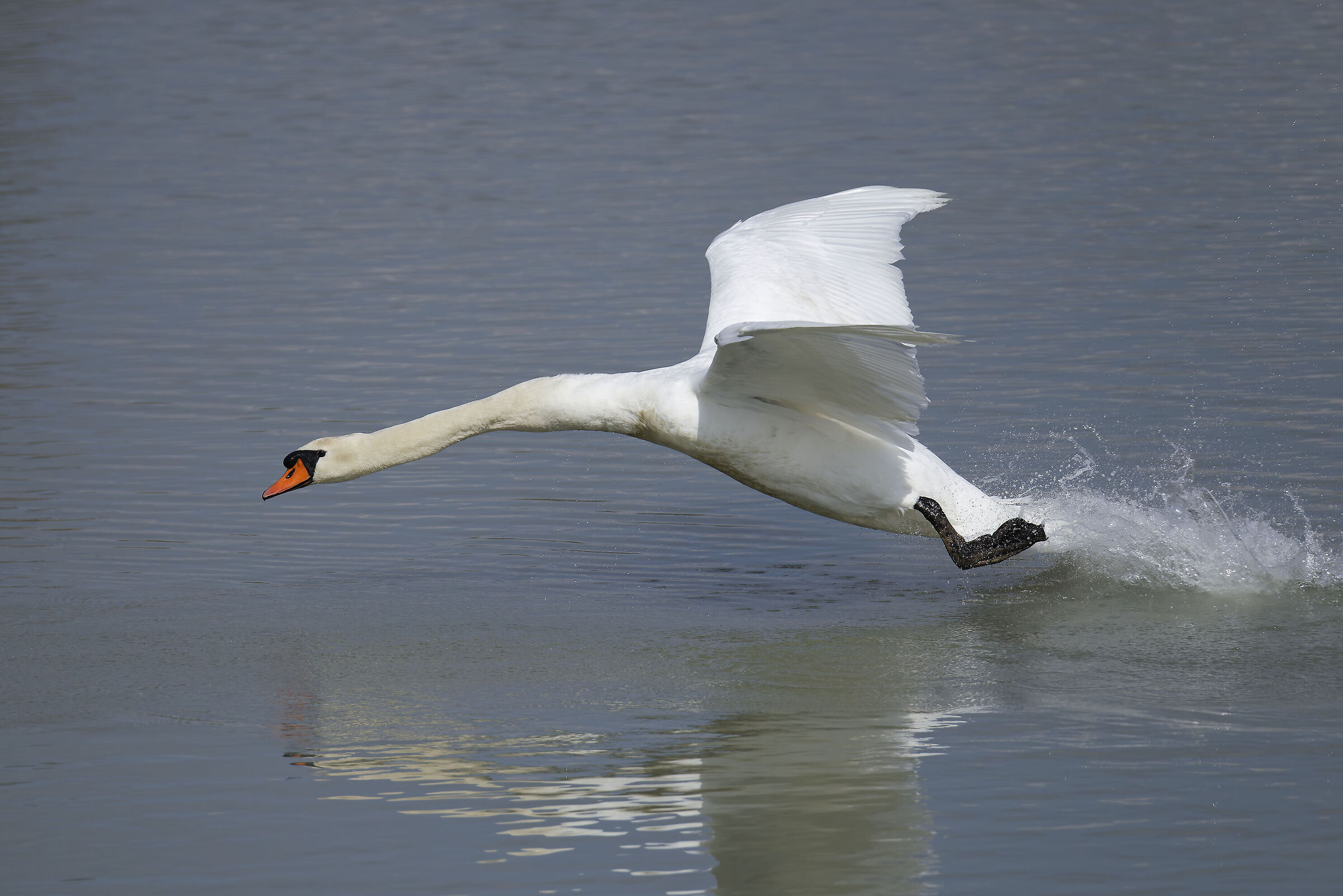Cigno reale m.
